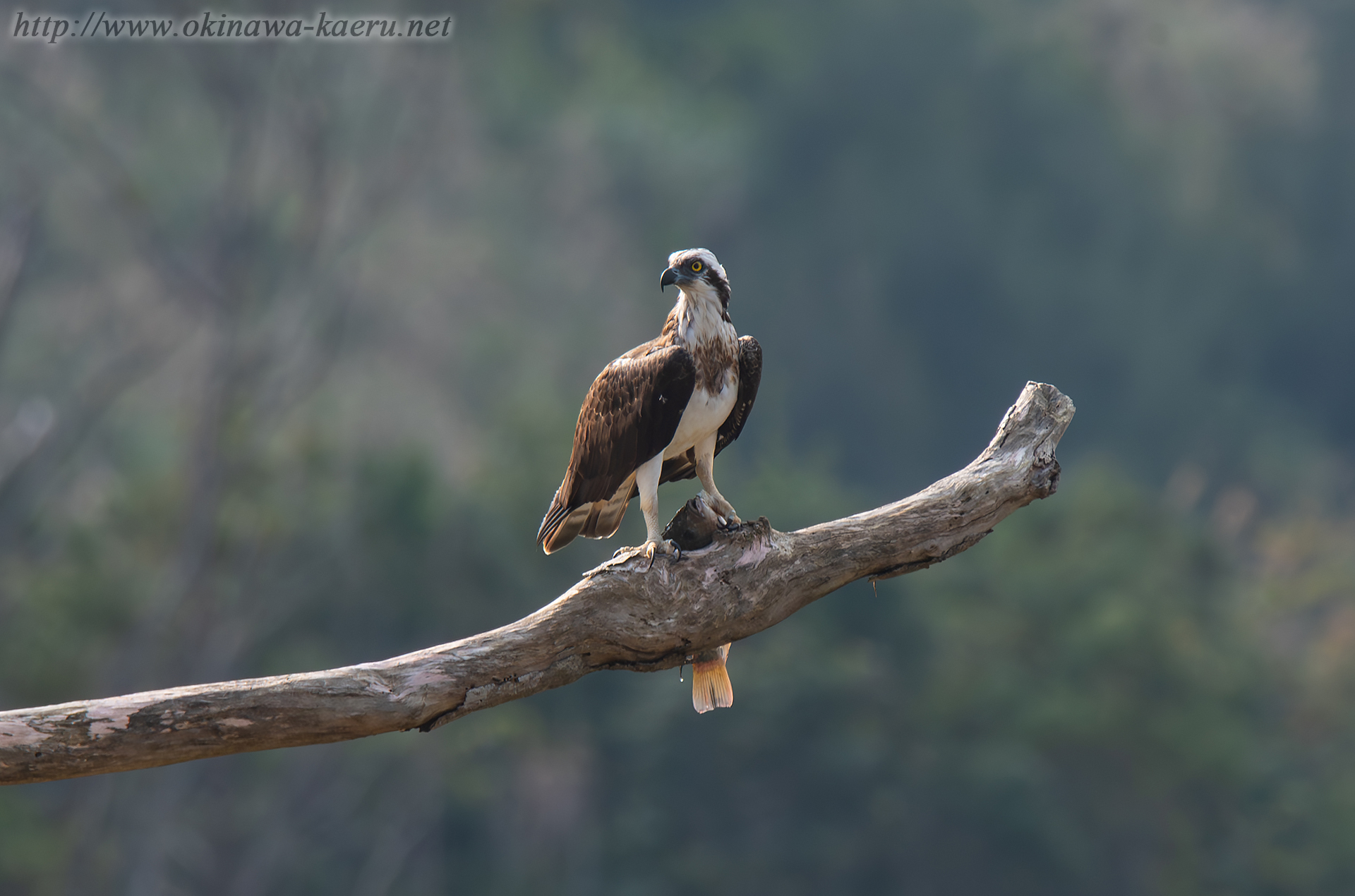 ミサゴ Pandion haliaetus