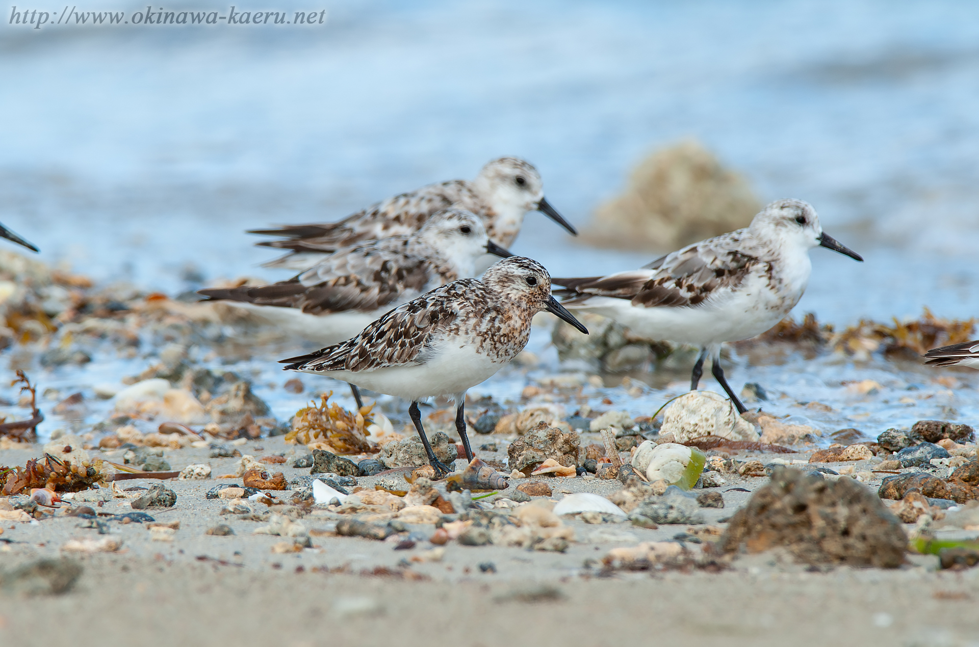 ミユビシギ Calidris alba