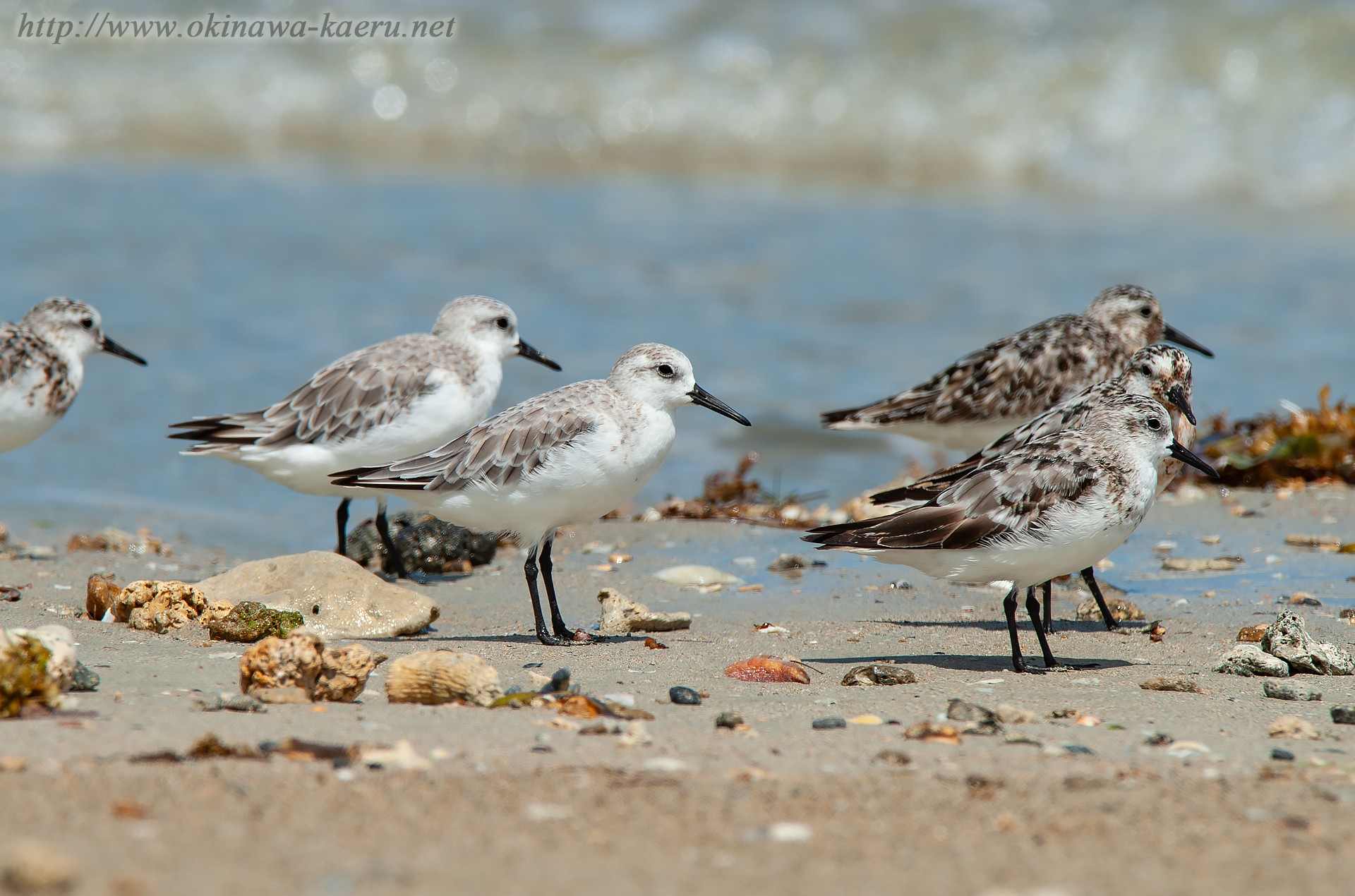 ミユビシギ Calidris alba