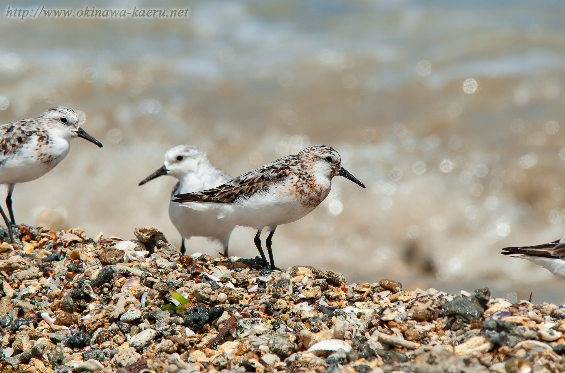 ミユビシギ Calidris alba