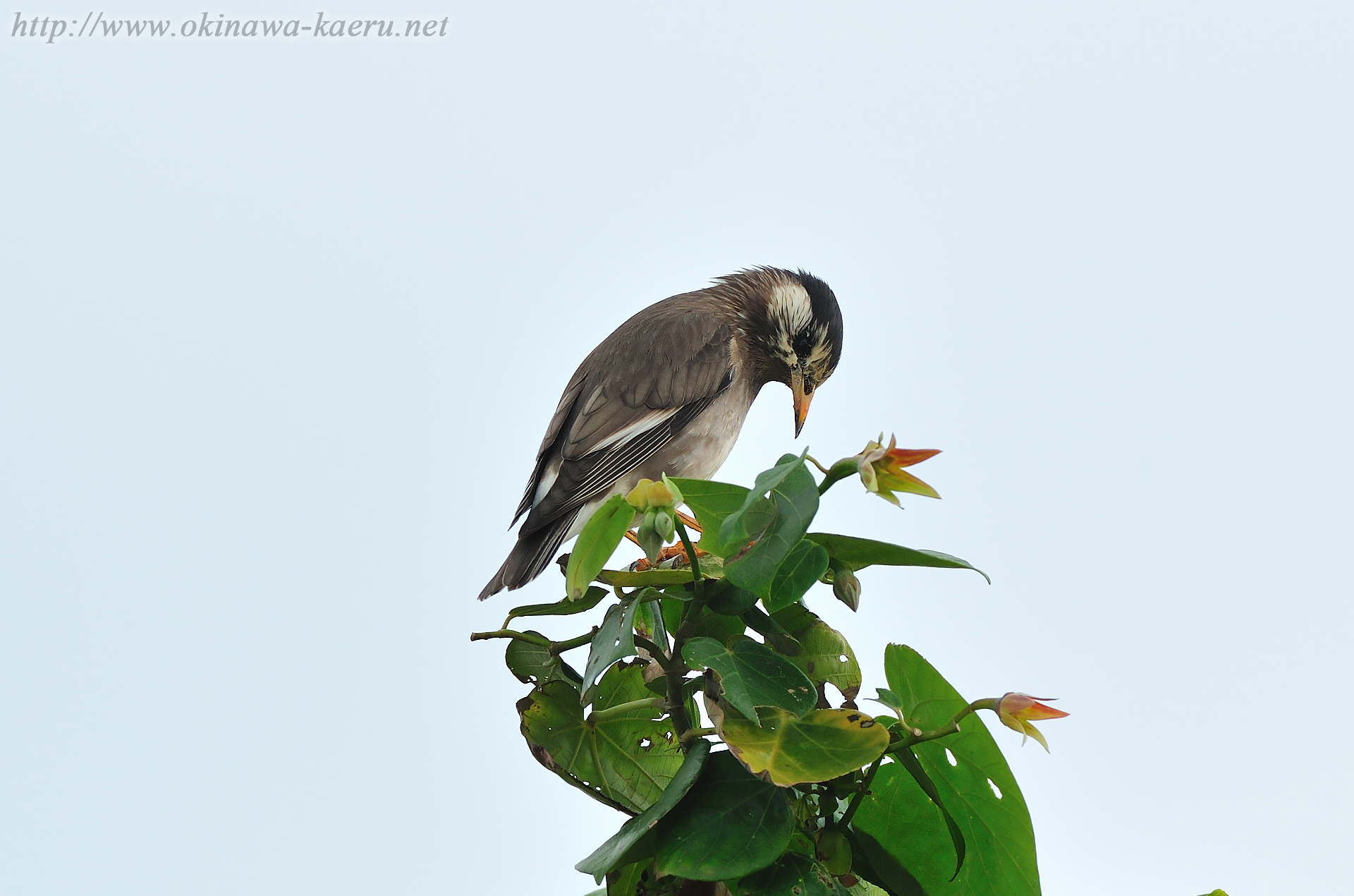 ムクドリ Spodiopsar cineraceus