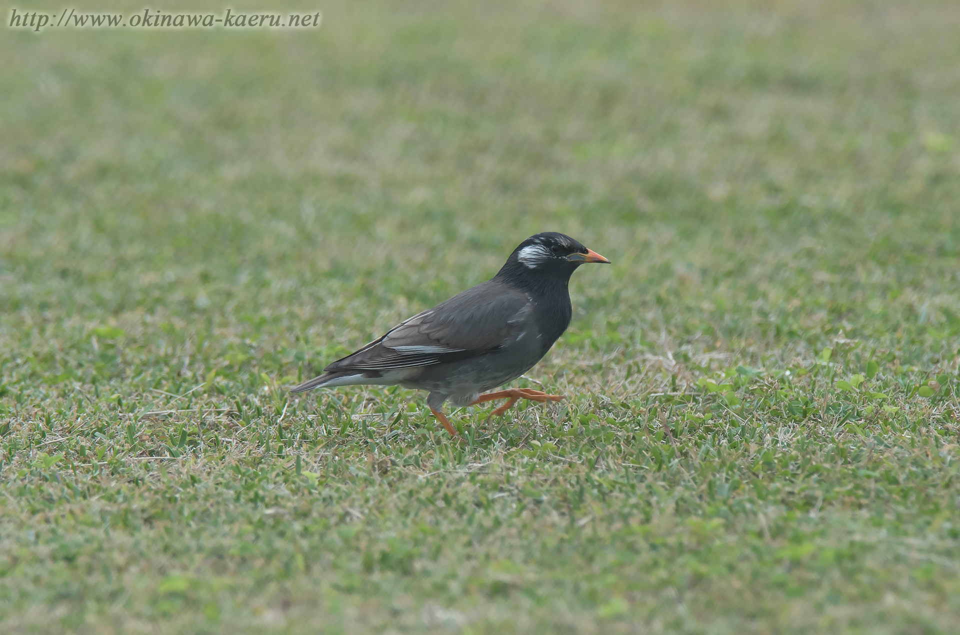 ムクドリ Spodiopsar cineraceus