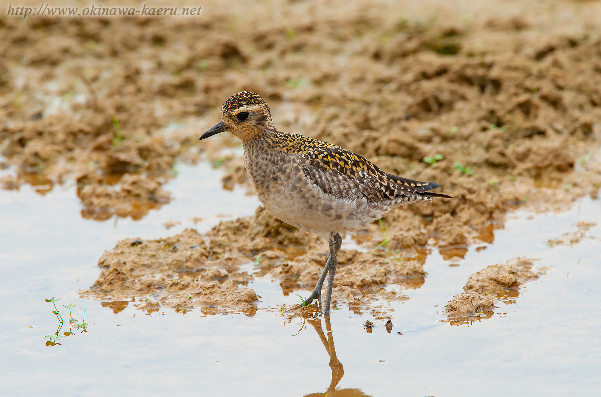 ムナグロ Pluvialis fulva