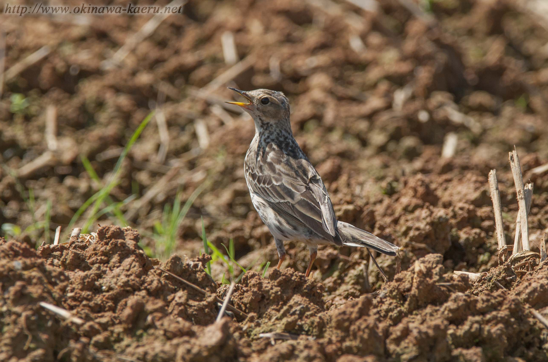 ムネアカタヒバリ Anthus cervinus