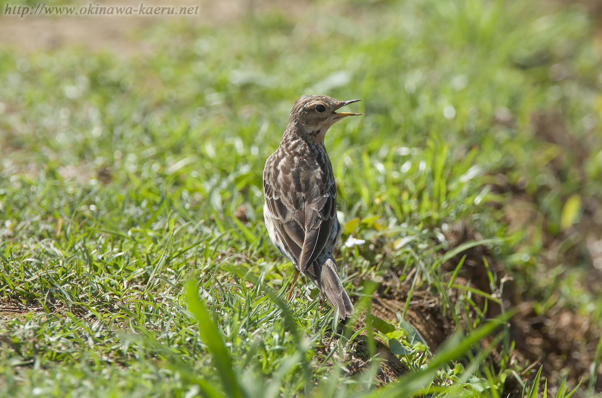 ムネアカタヒバリ Anthus cervinus