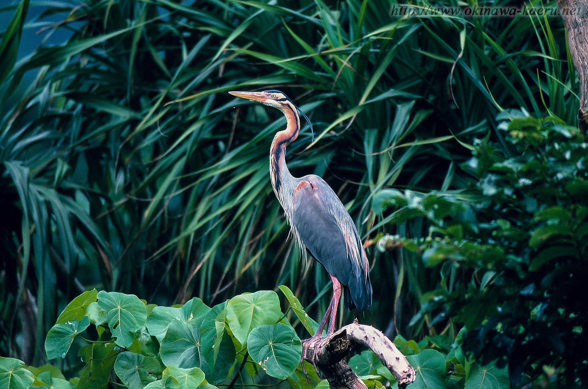 ムラサキサギ Ardea purpurea