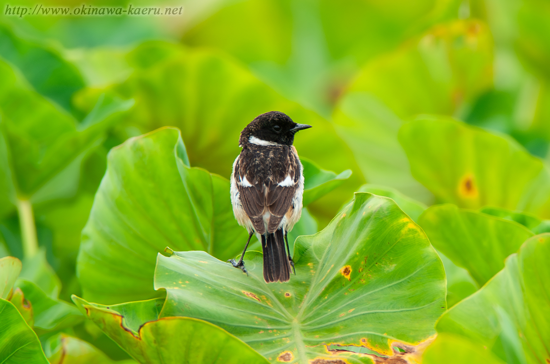 ノビタキ Saxicola torquatus