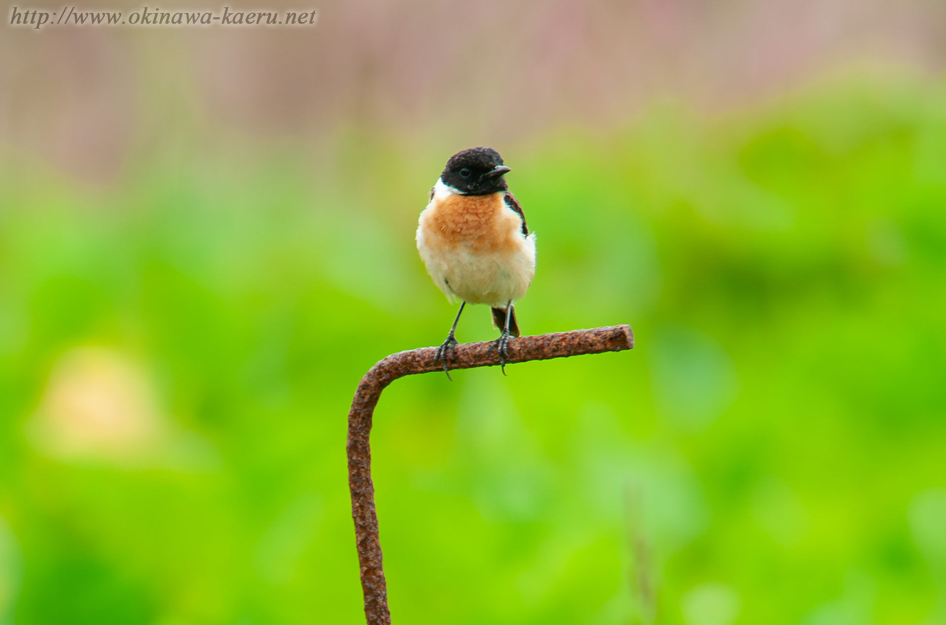 ノビタキ Saxicola torquatus