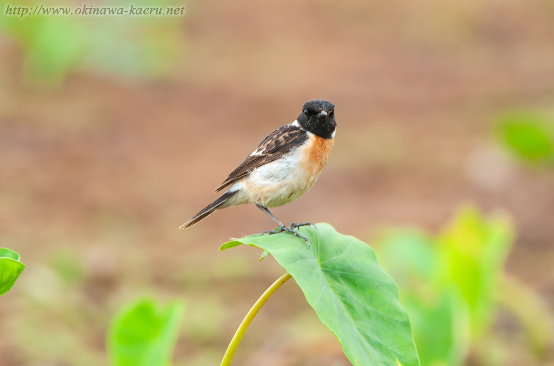 ノビタキ Saxicola torquatus