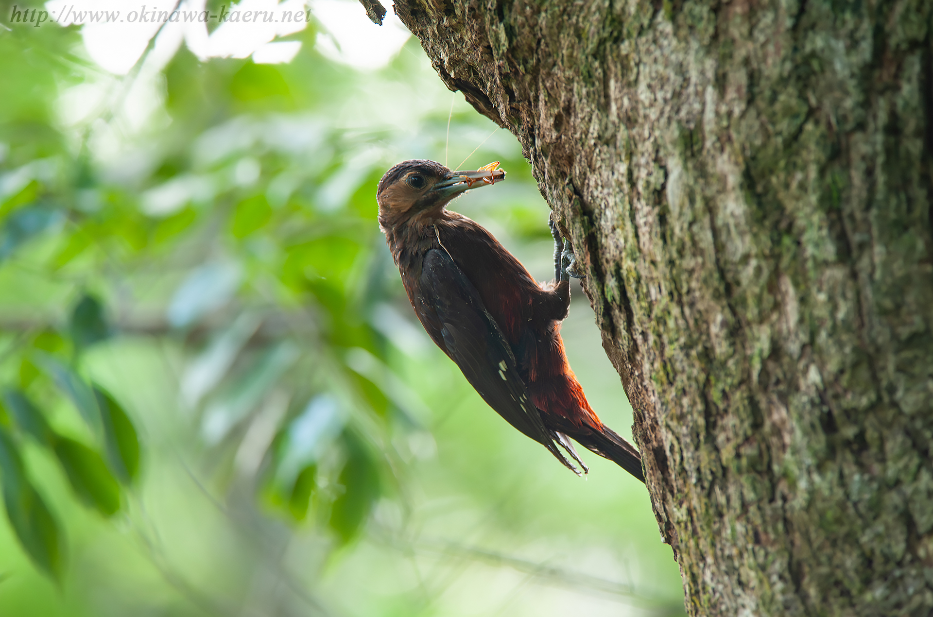 ノグチゲラ Sapheopipo noguchii