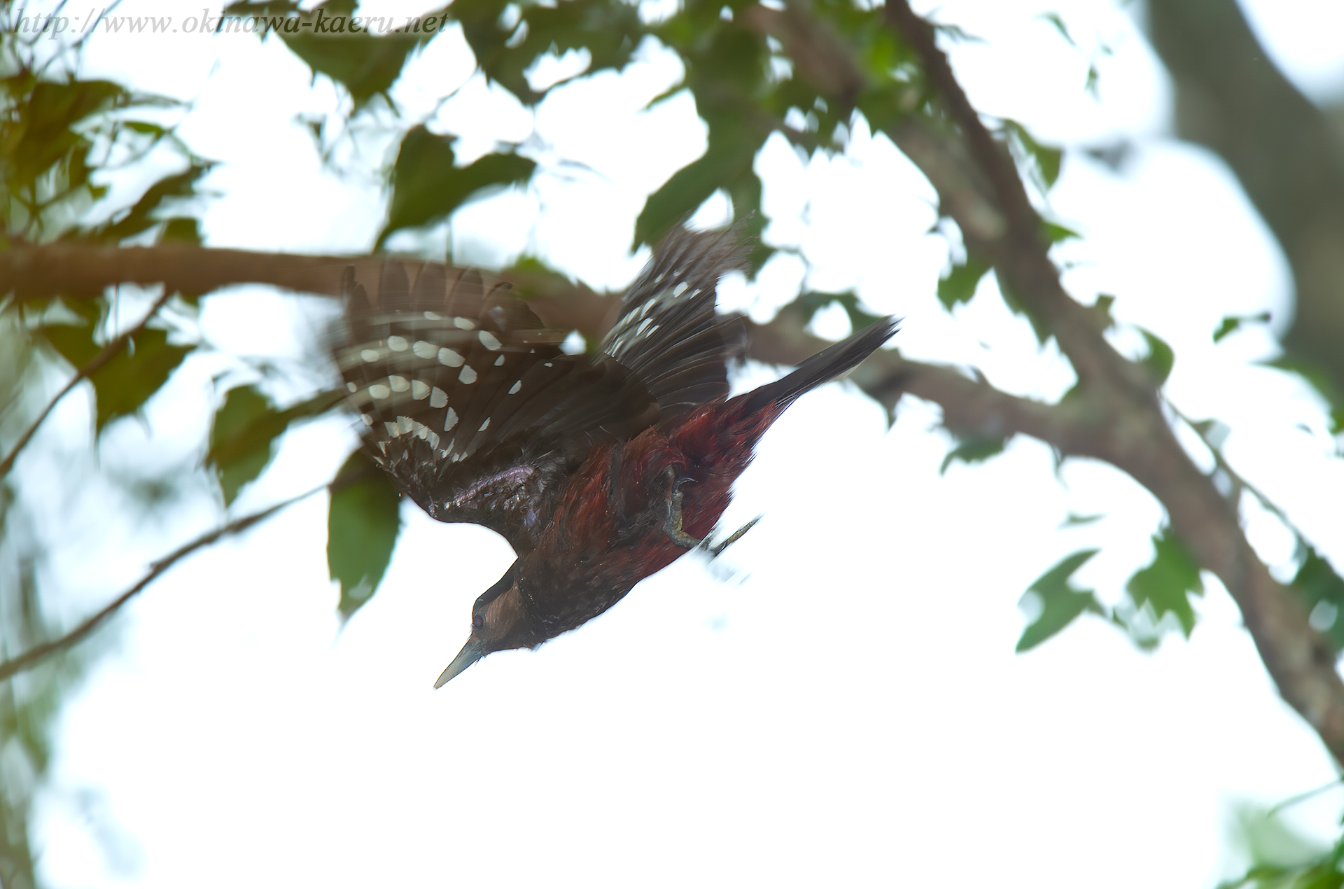 ノグチゲラ Sapheopipo noguchii