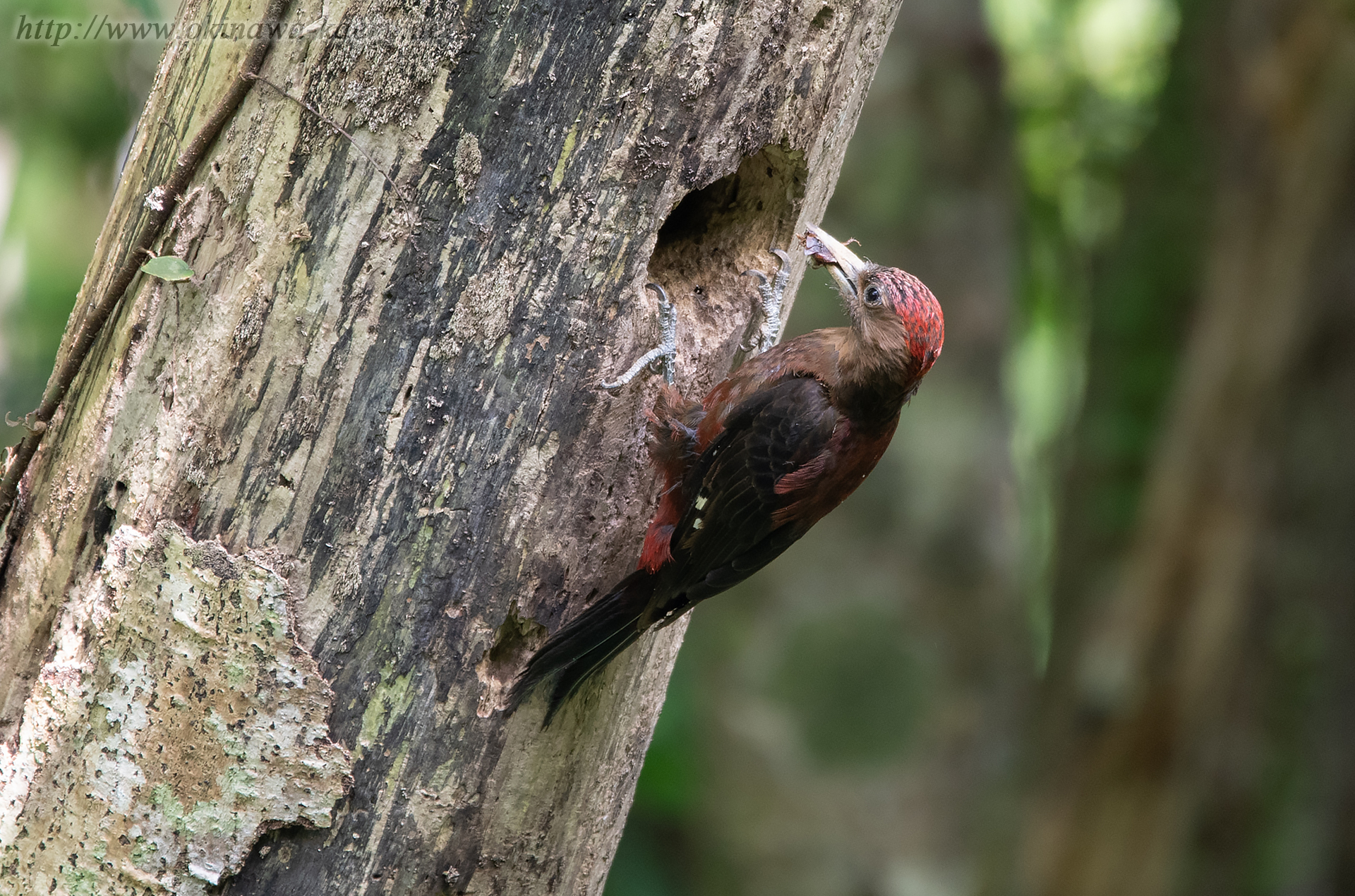 ノグチゲラ Sapheopipo noguchii