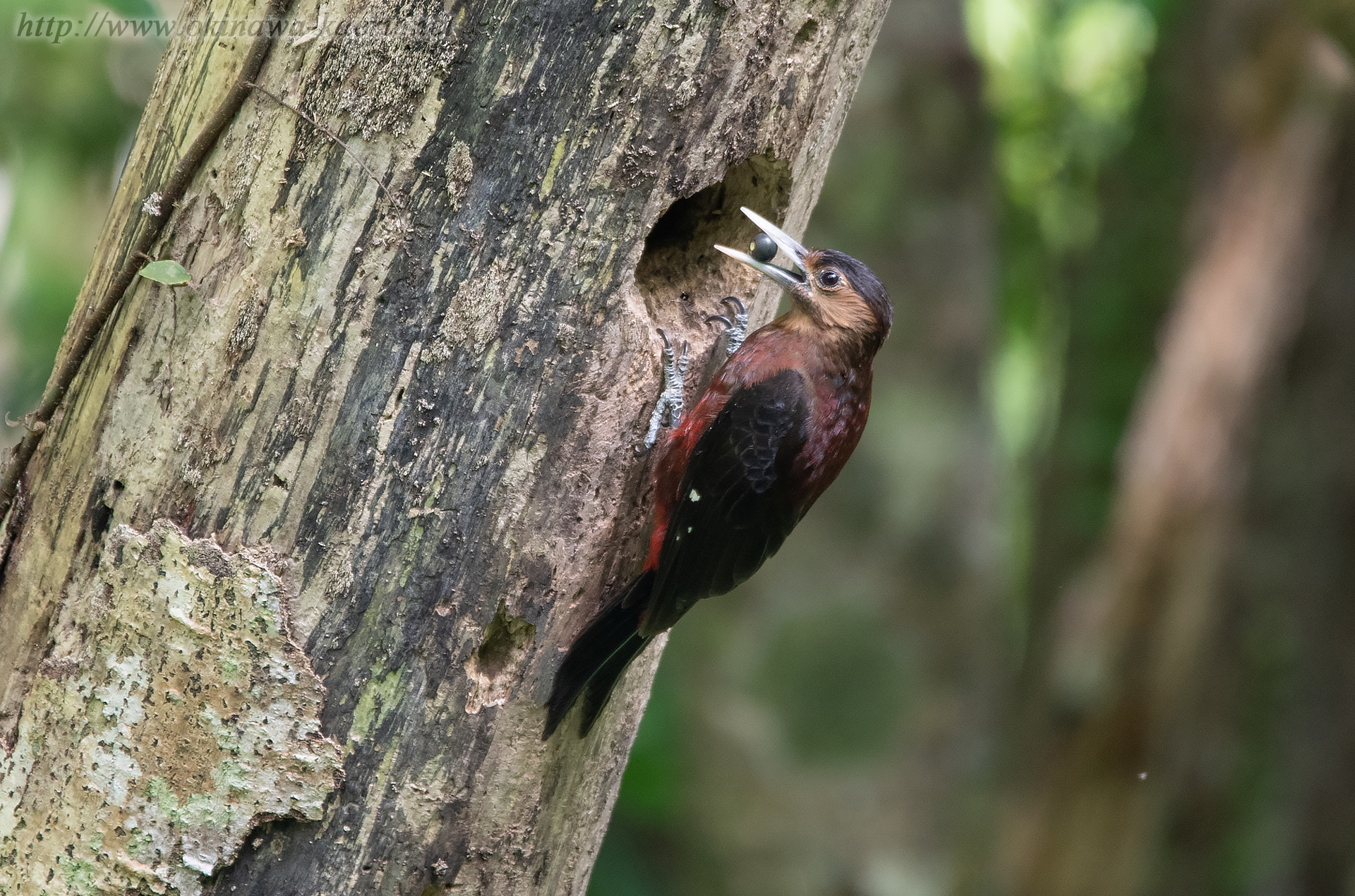 ノグチゲラ Sapheopipo noguchii