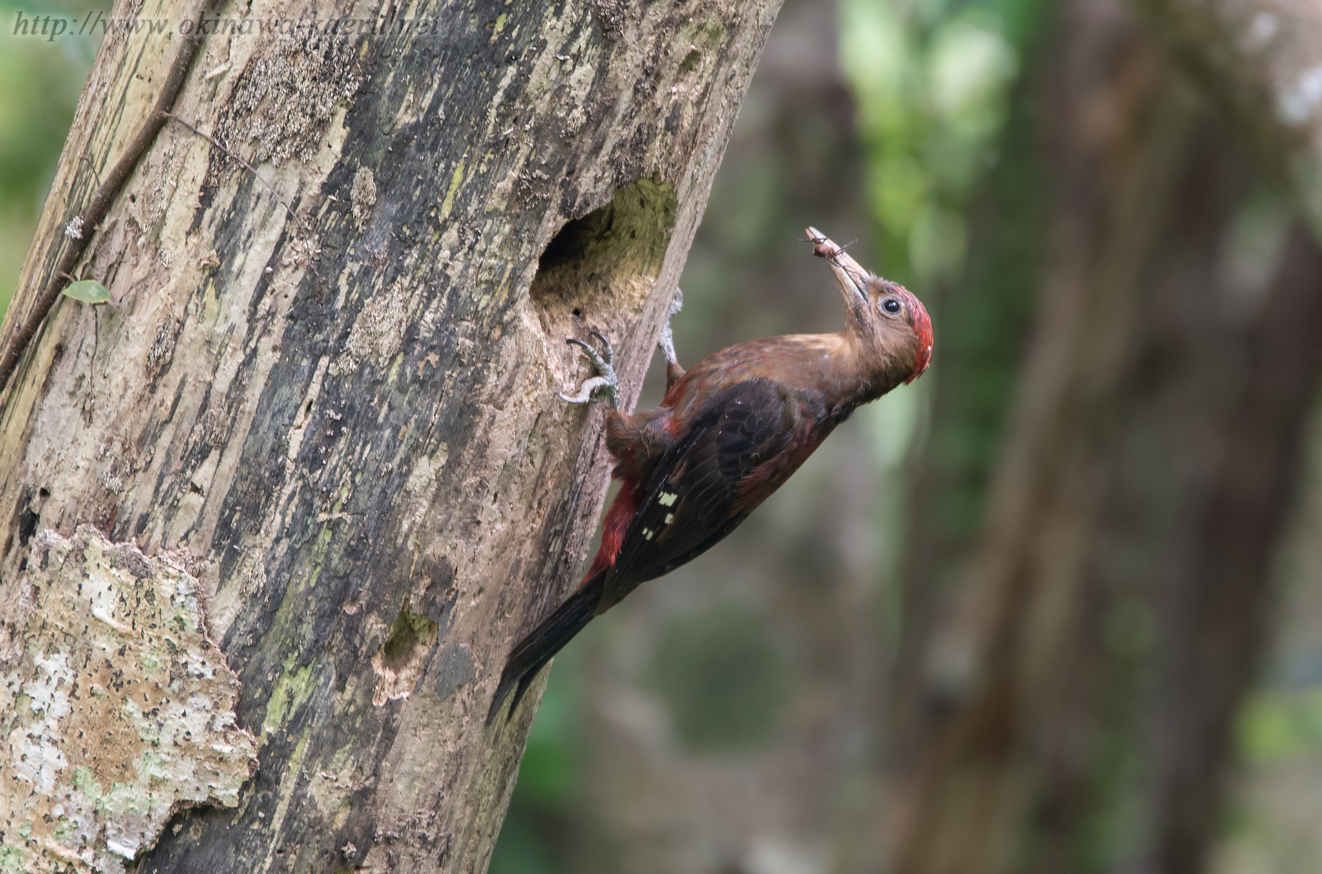 ノグチゲラ Sapheopipo noguchii