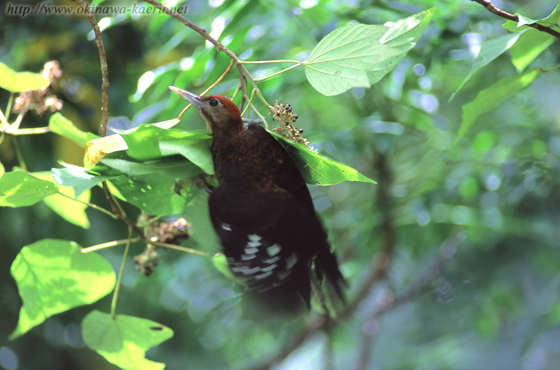 ノグチゲラ Sapheopipo noguchii