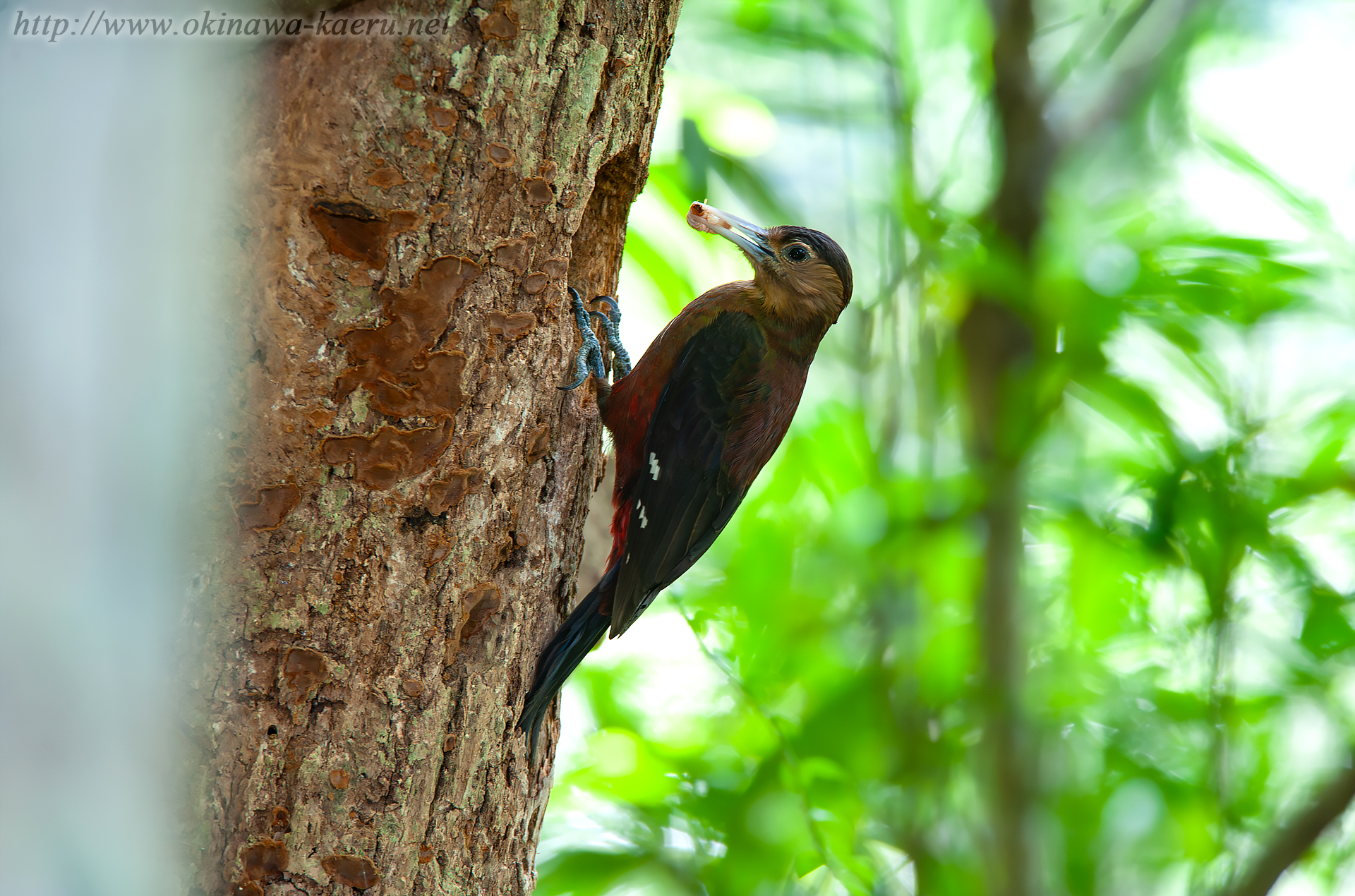 ノグチゲラ Sapheopipo noguchii