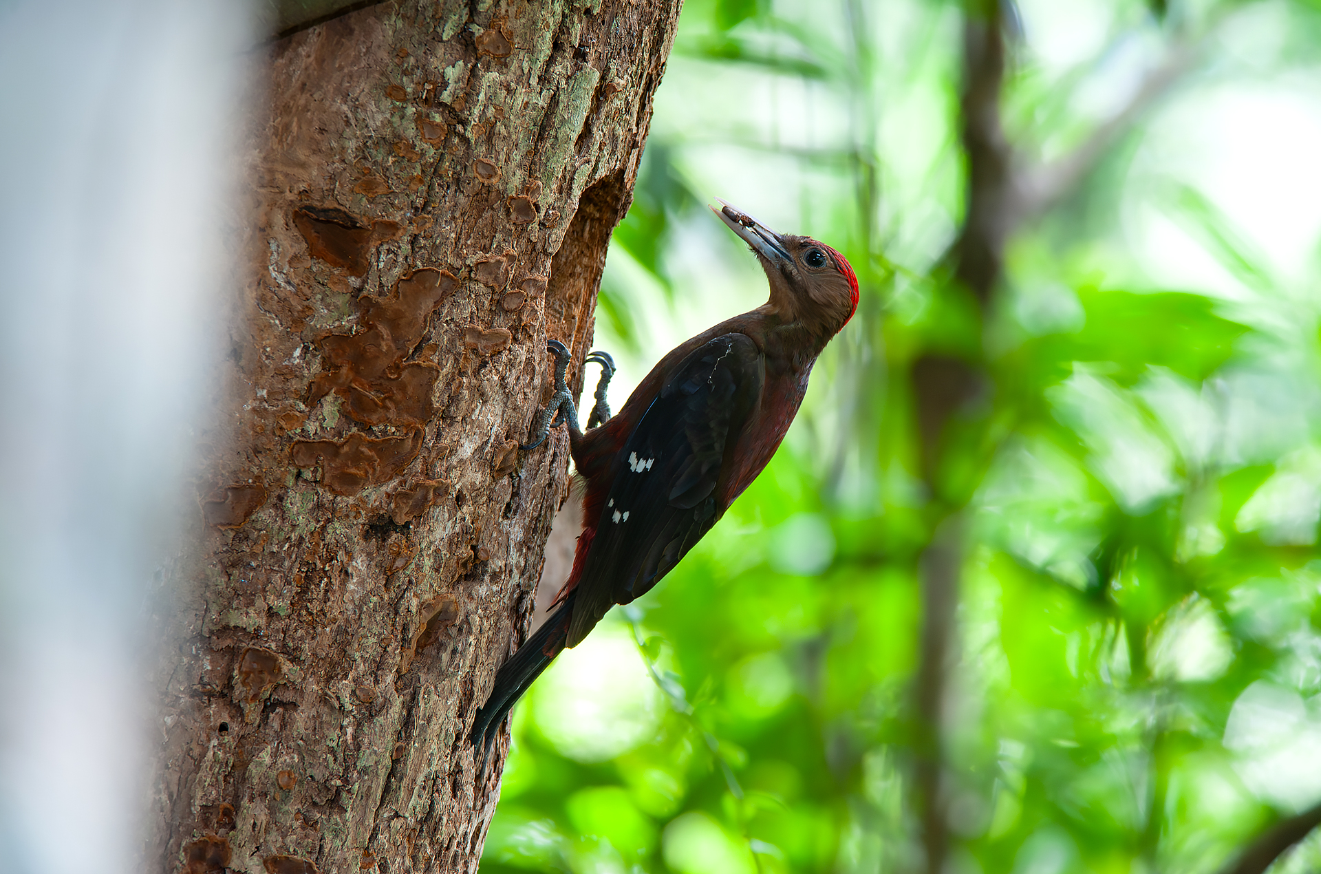 ノグチゲラ Sapheopipo noguchii