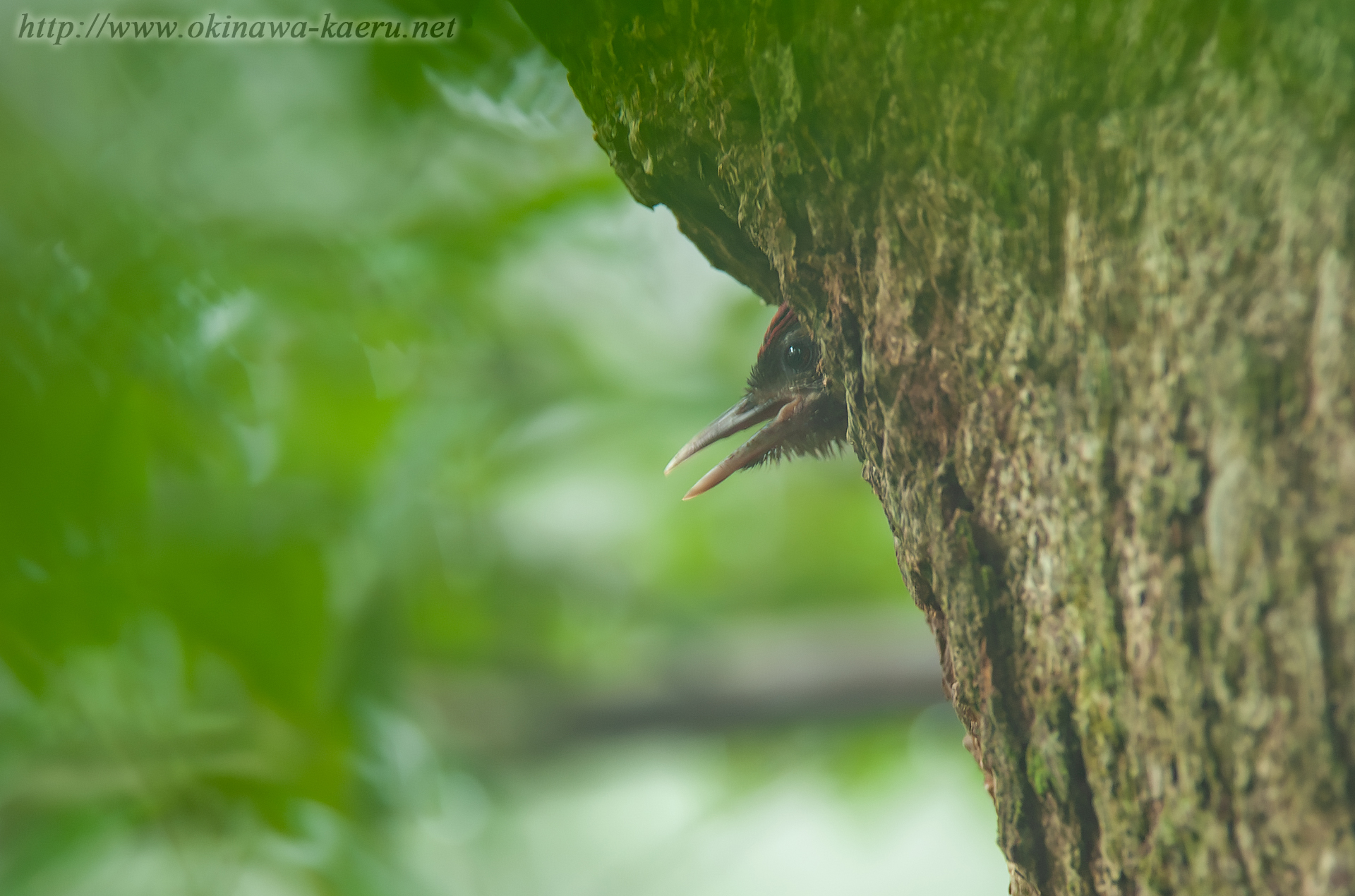 ノグチゲラ Sapheopipo noguchii