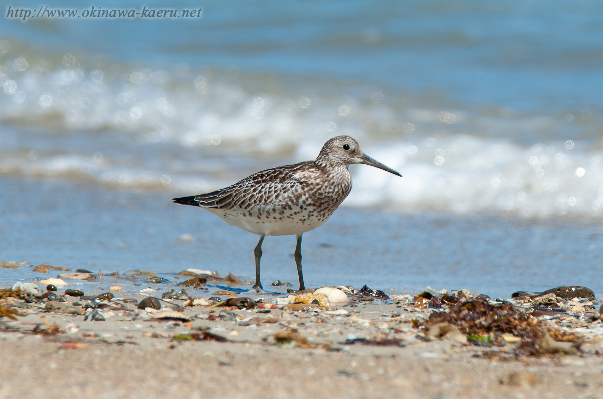 オバシギ Calidris tenuirostris