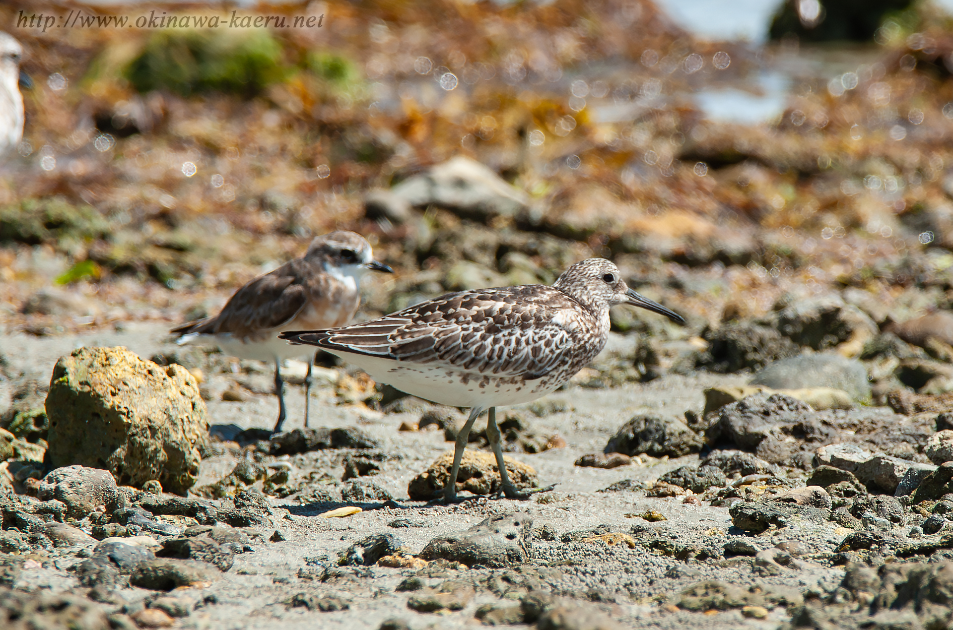 オバシギ Calidris tenuirostris