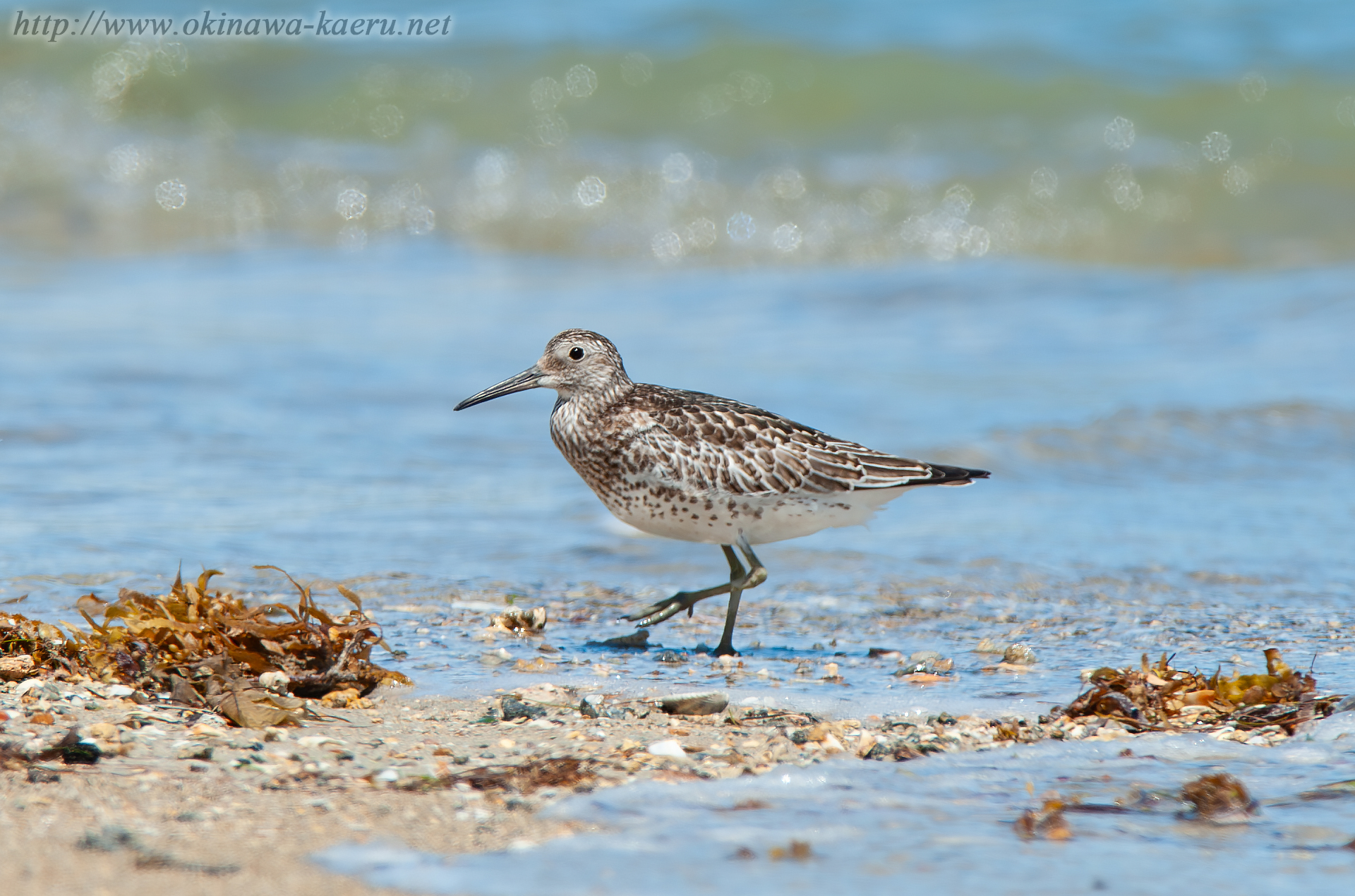 オバシギ Calidris tenuirostris