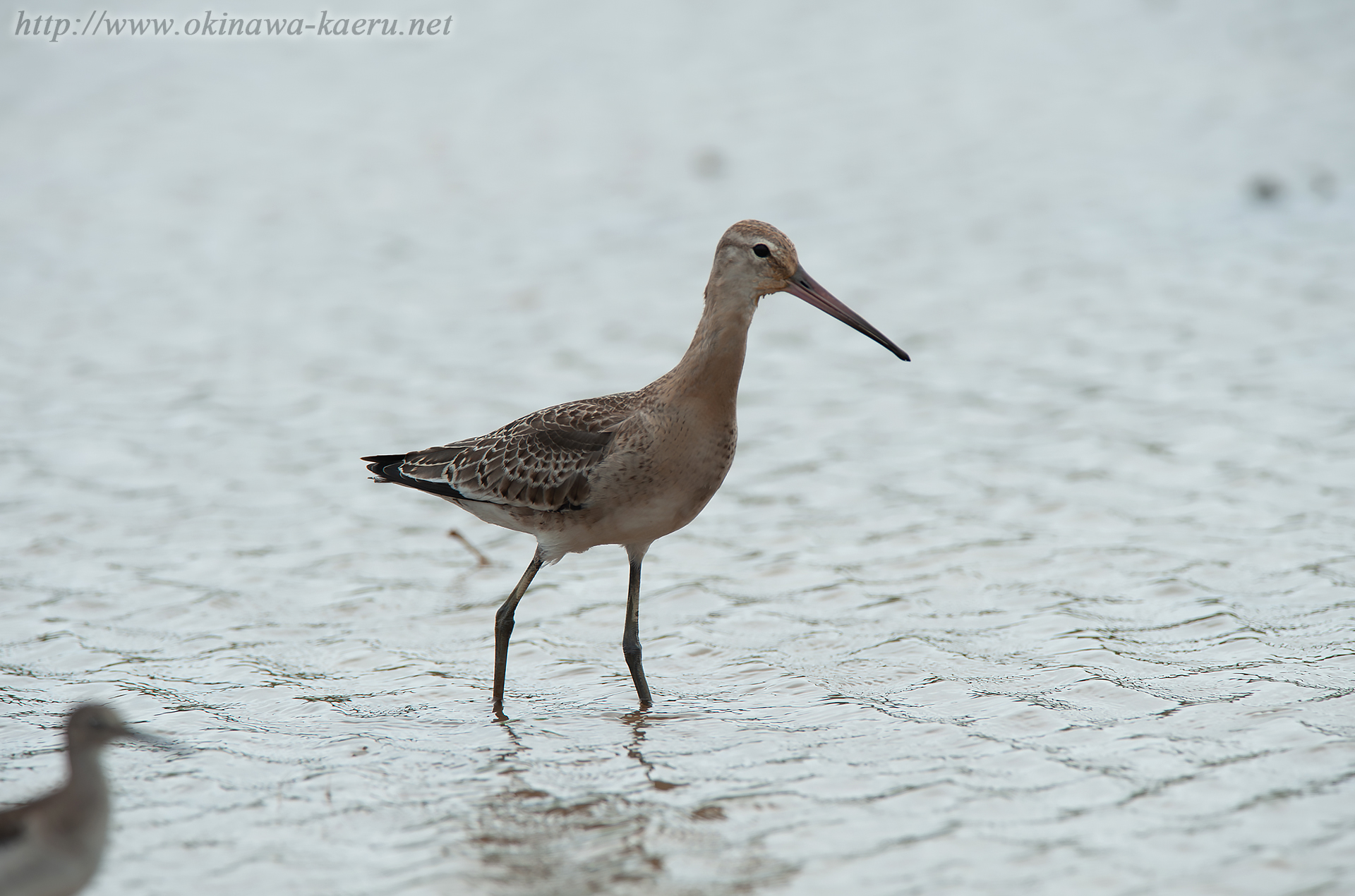 オグロシギ Limosa limosa