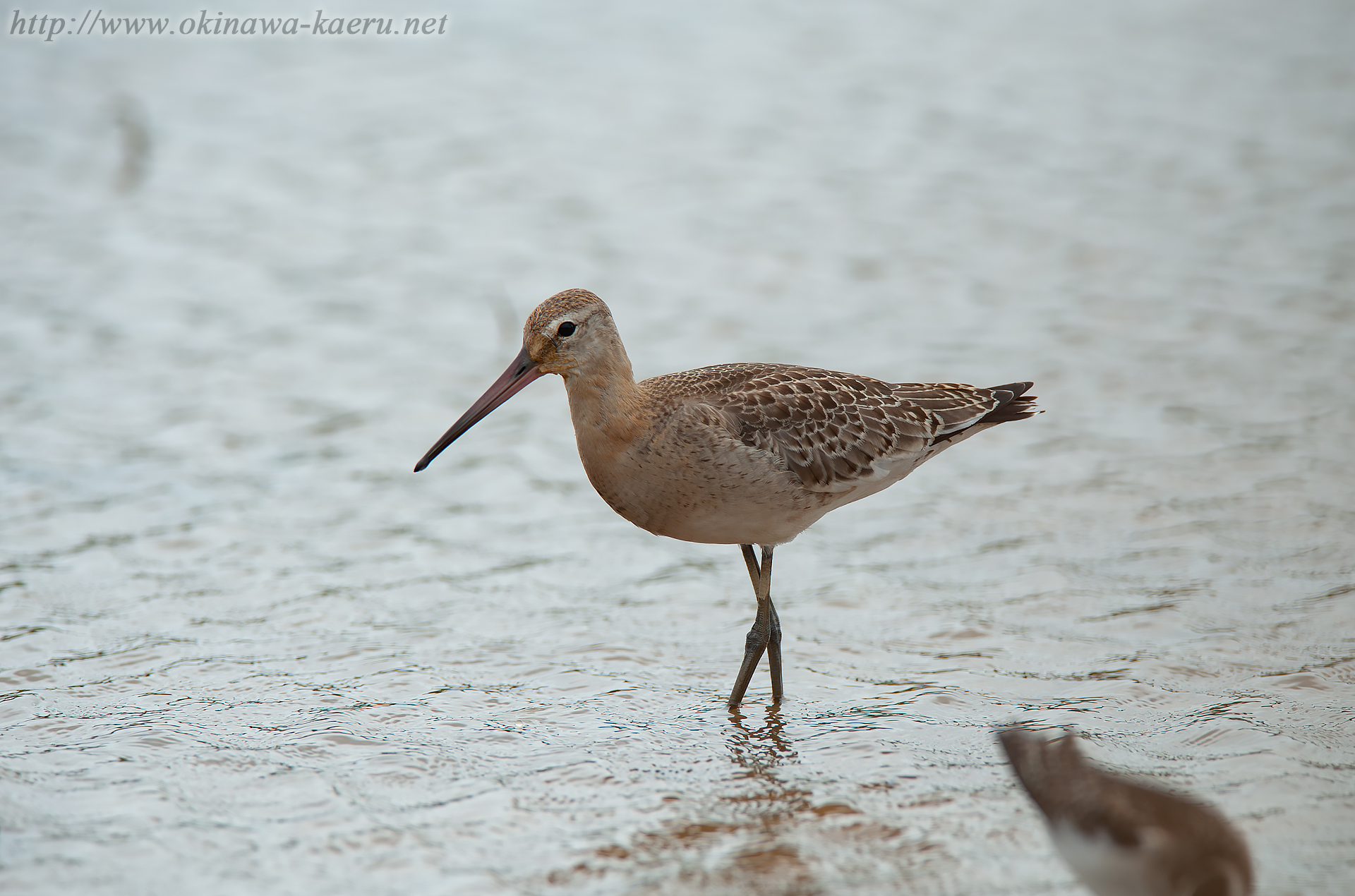 オグロシギ Limosa limosa