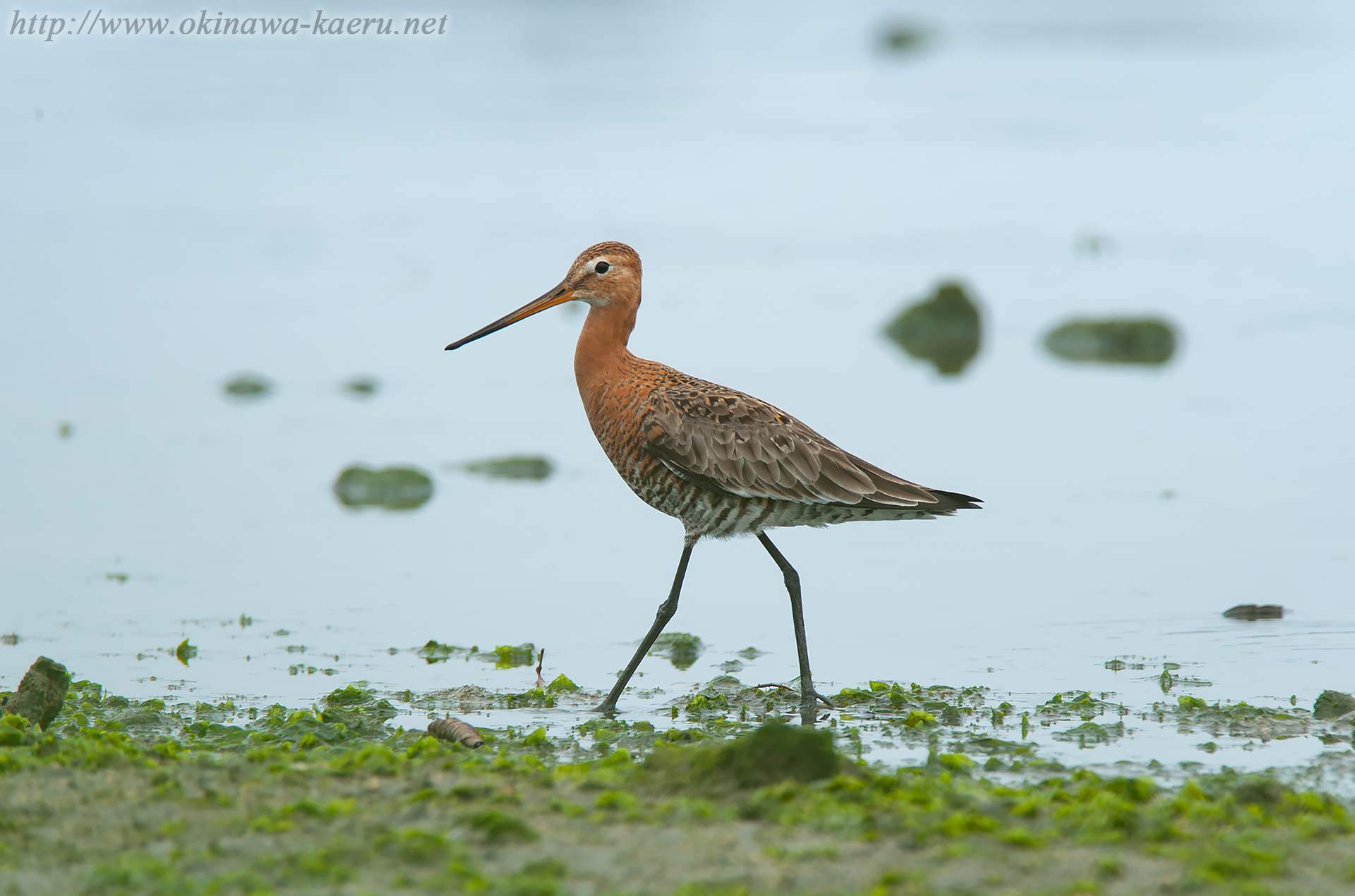 オグロシギ Limosa limosa