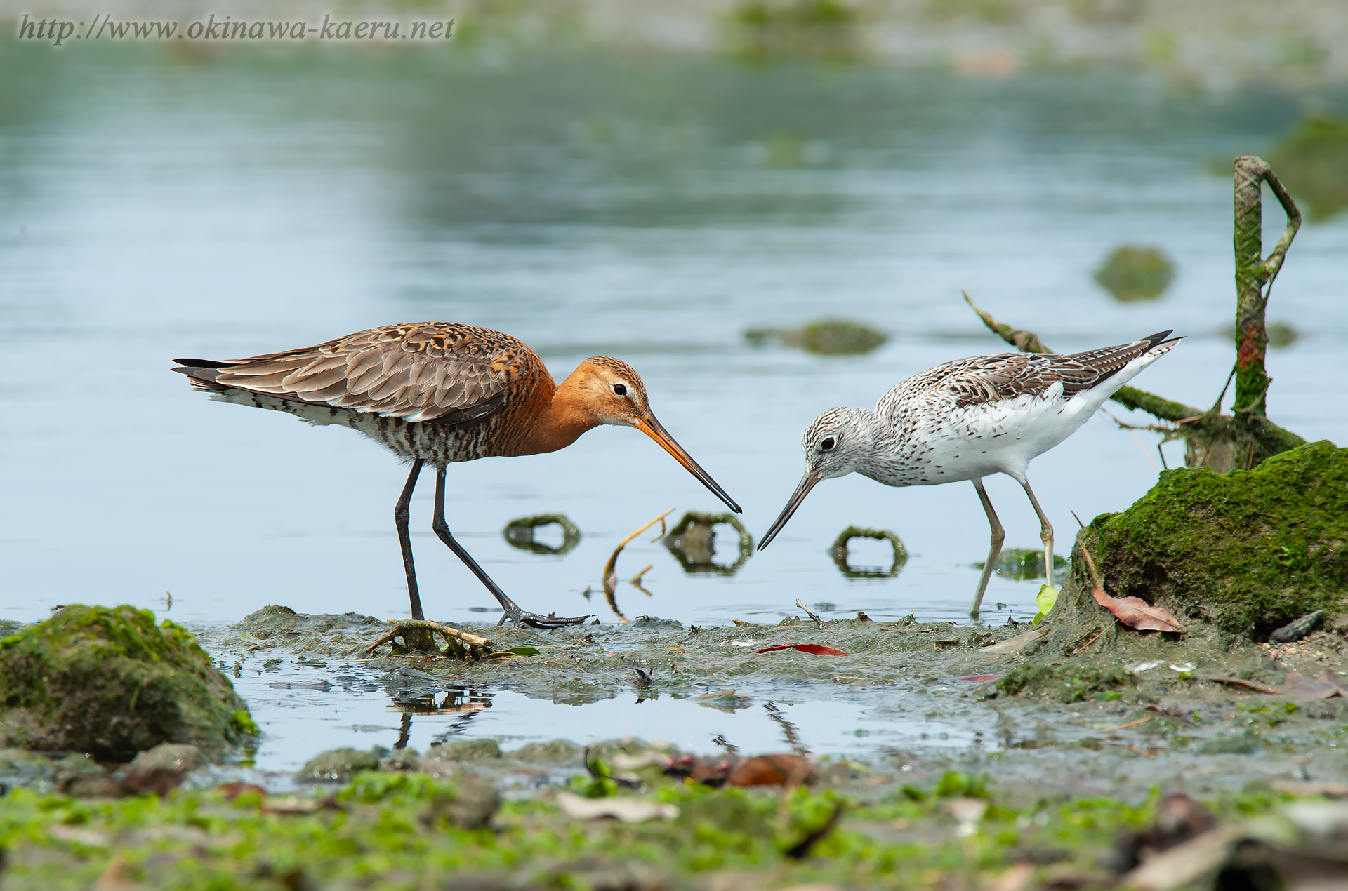 オグロシギ Limosa limosa