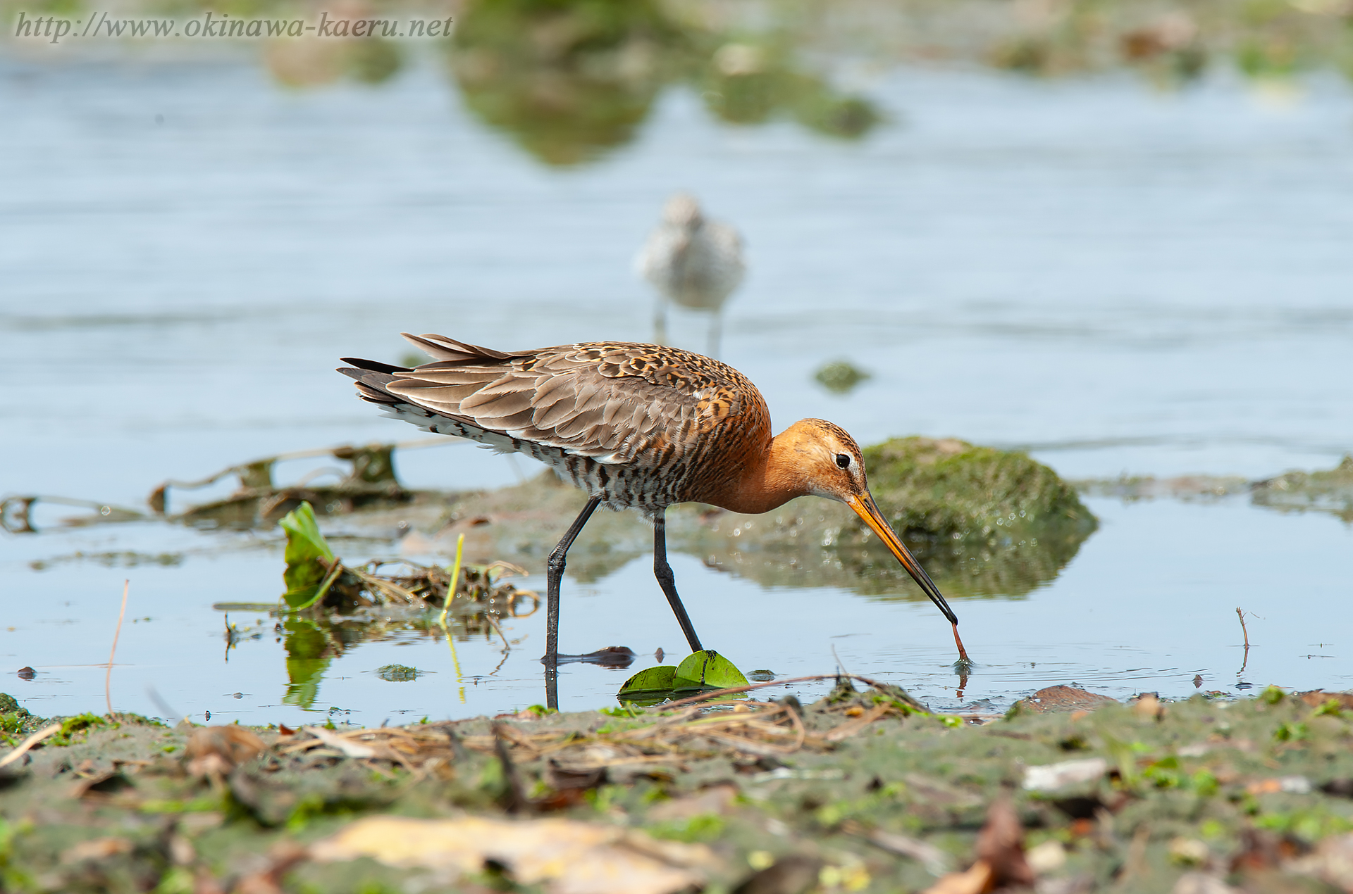 オグロシギ Limosa limosa