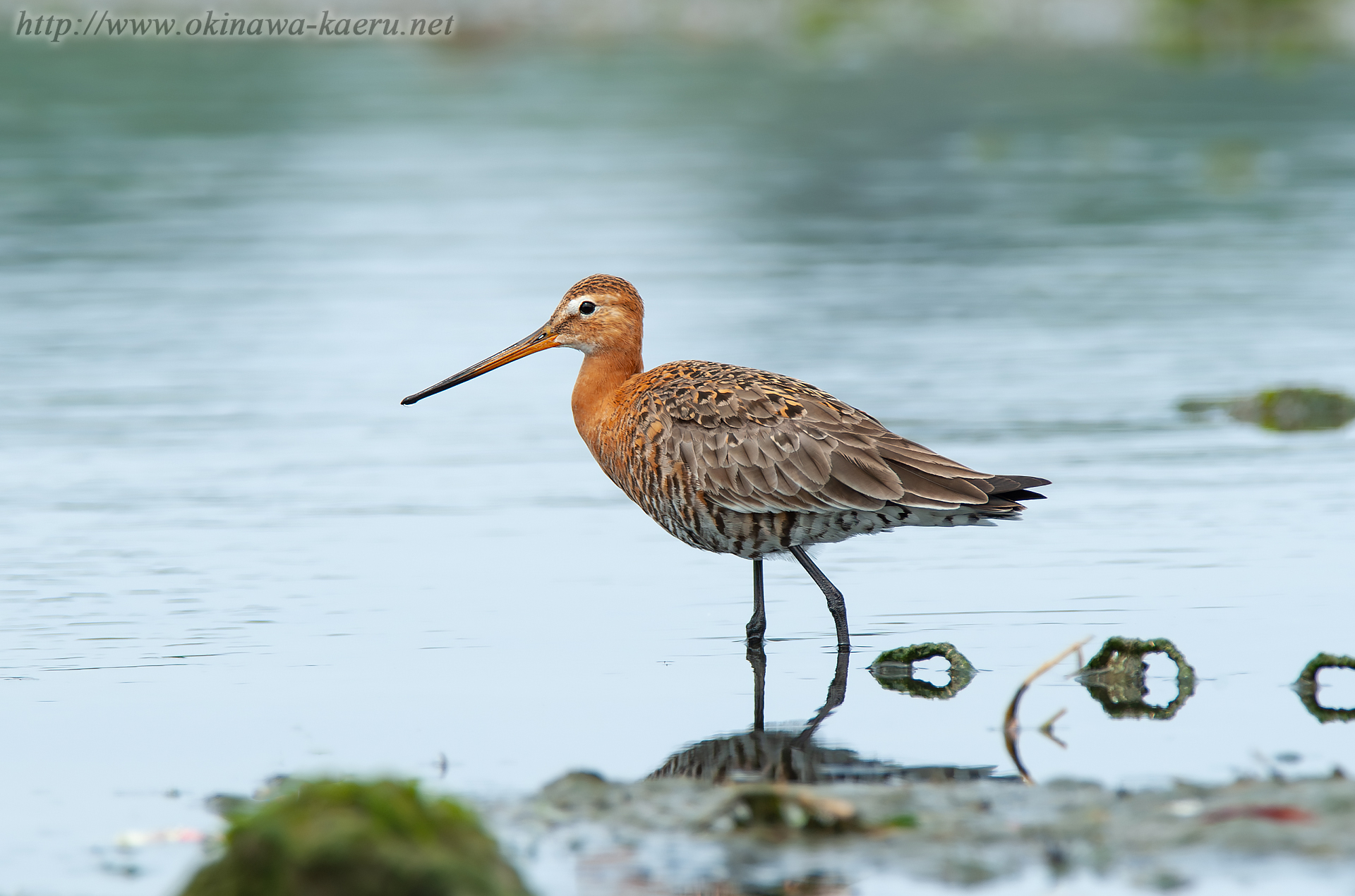 オグロシギ Limosa limosa