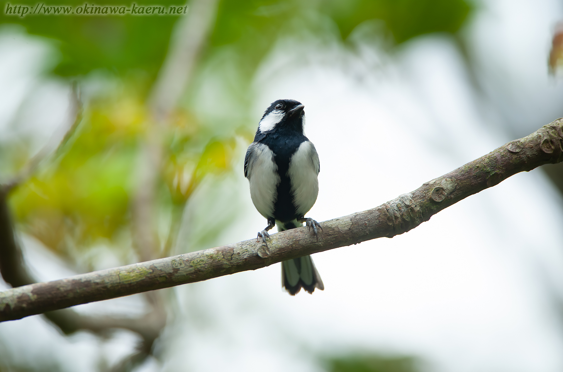 オキナワシジュウカラ Parus minor okinawae