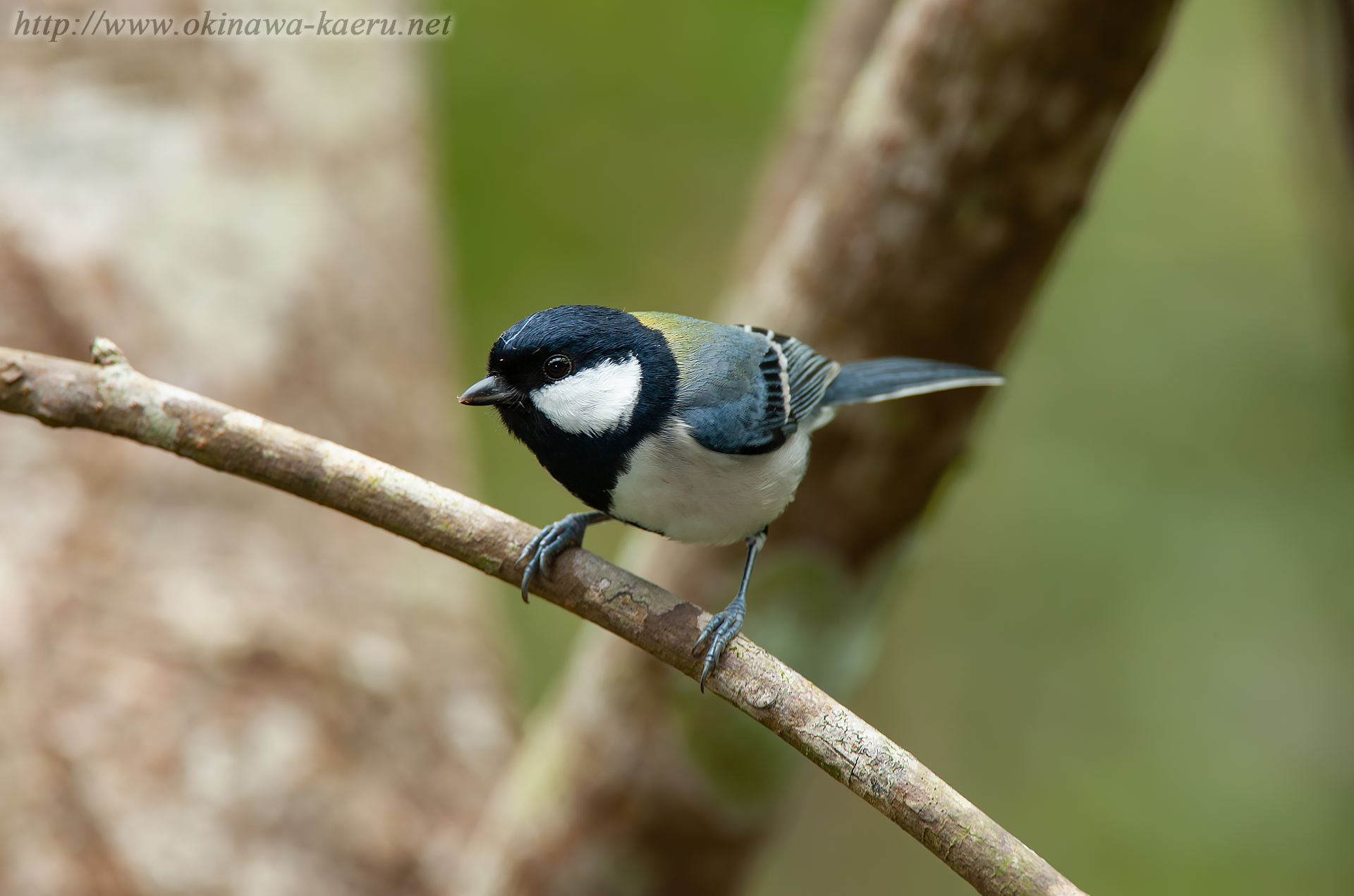 オキナワシジュウカラ Parus minor okinawae