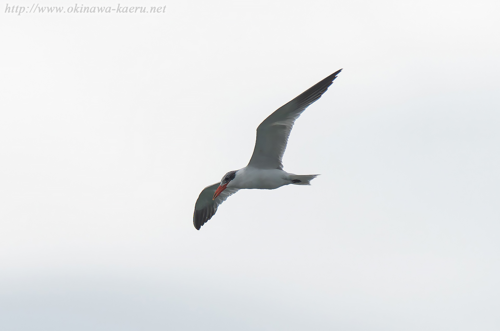 オニアジサシ Larus crassirostris