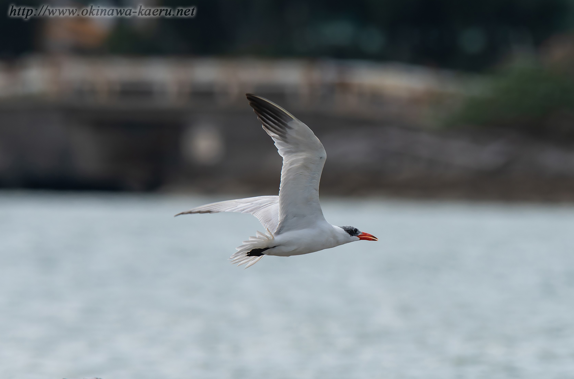 オニアジサシ Larus crassirostris