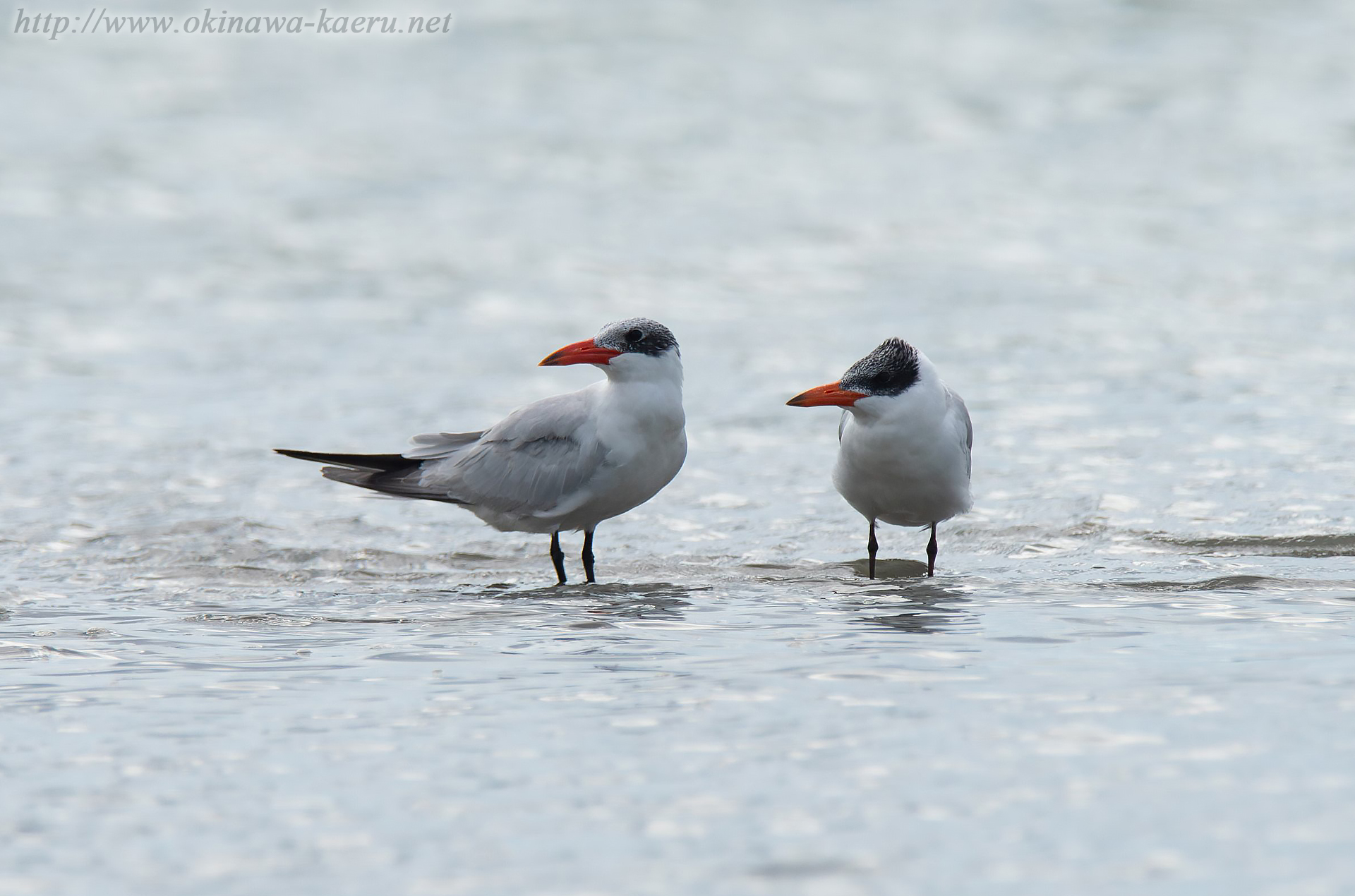 オニアジサシ Larus crassirostris