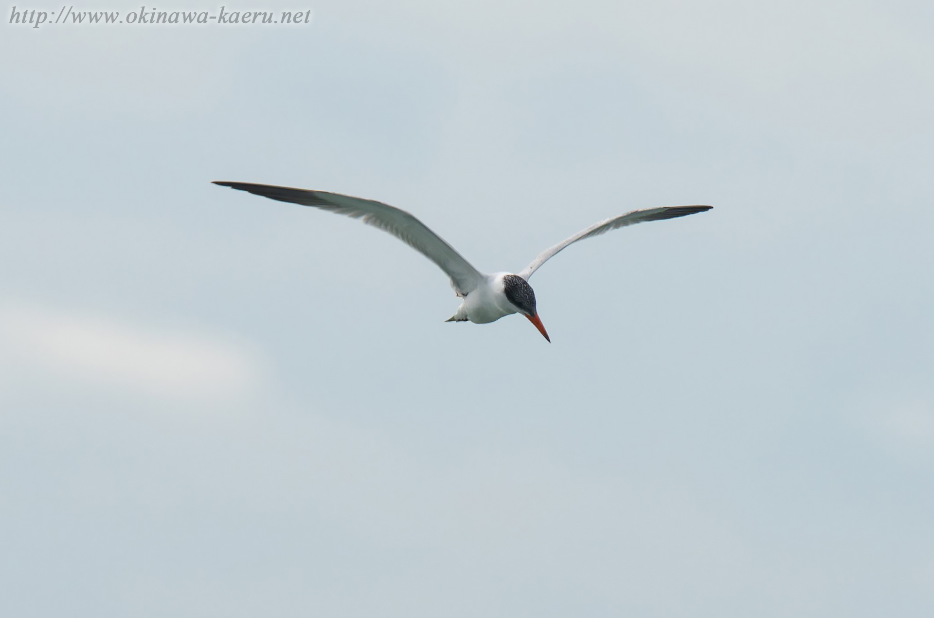 オニアジサシ Larus crassirostris