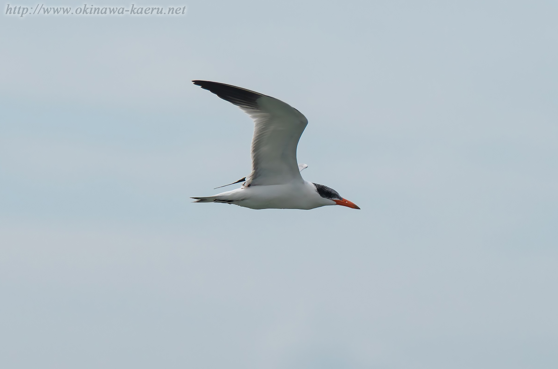 オニアジサシ Larus crassirostris