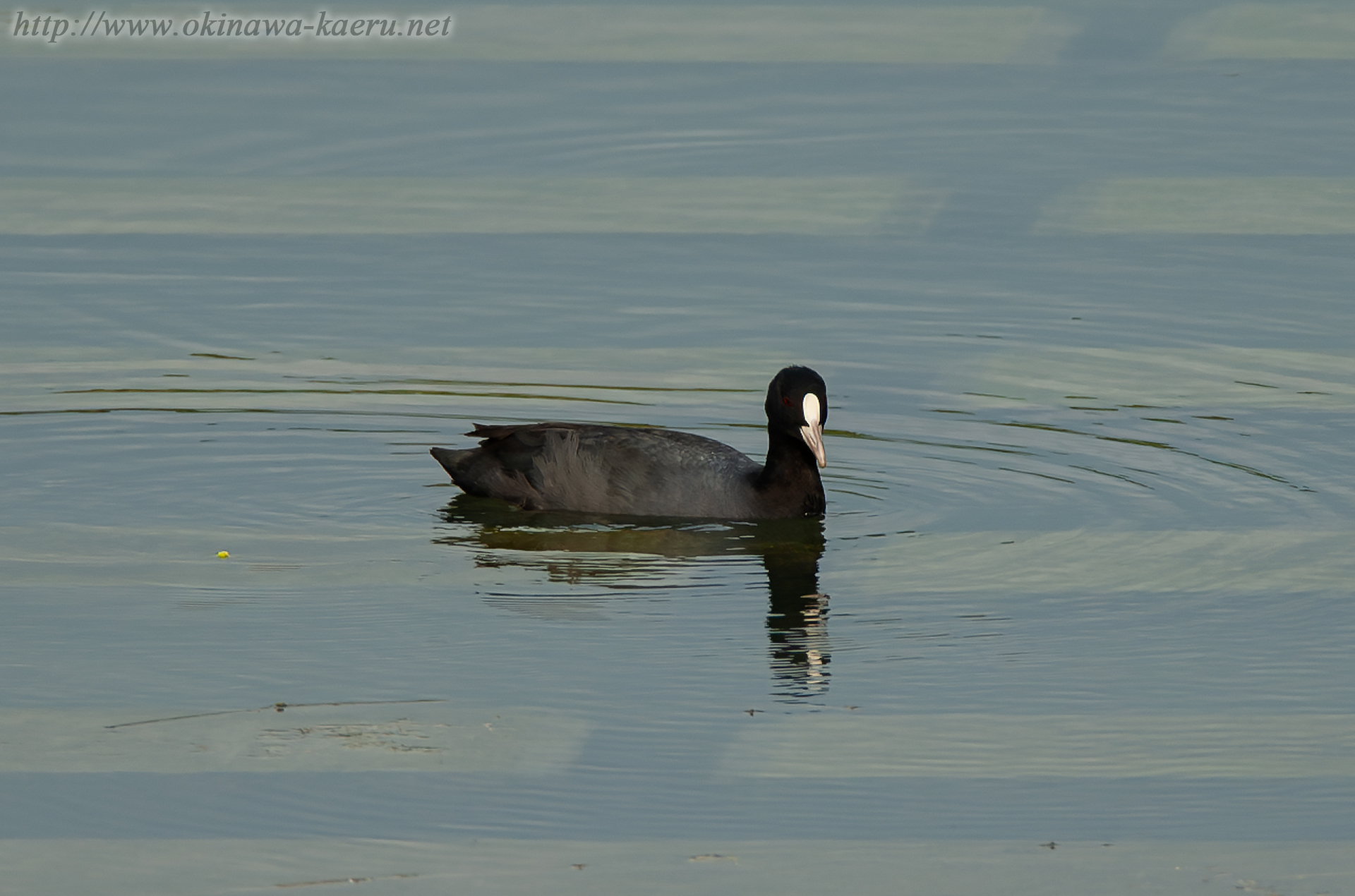 オオバン Fulica atra