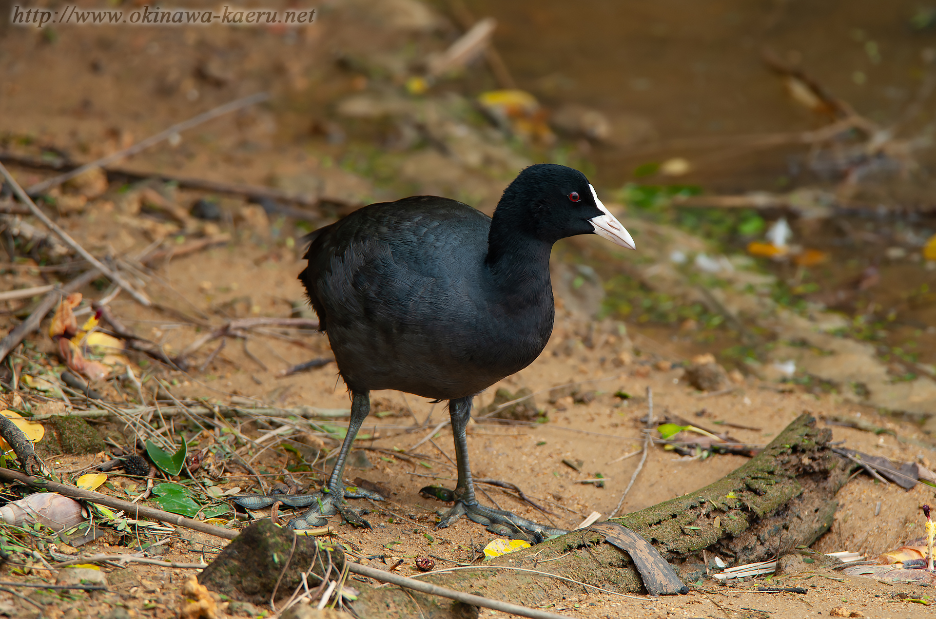 オオバン Fulica atra