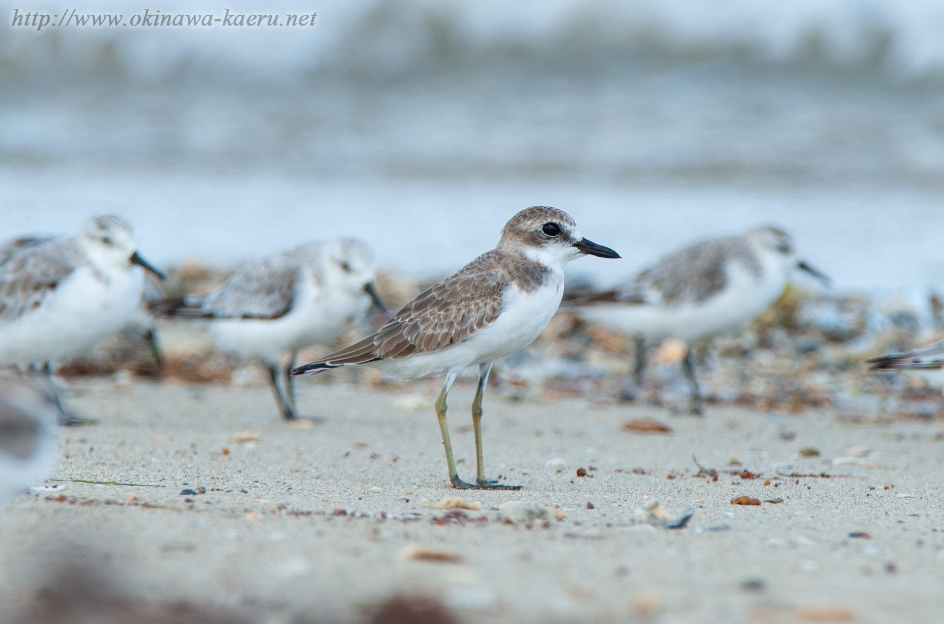 オオメダイチドリ Charadrius leschenaultii