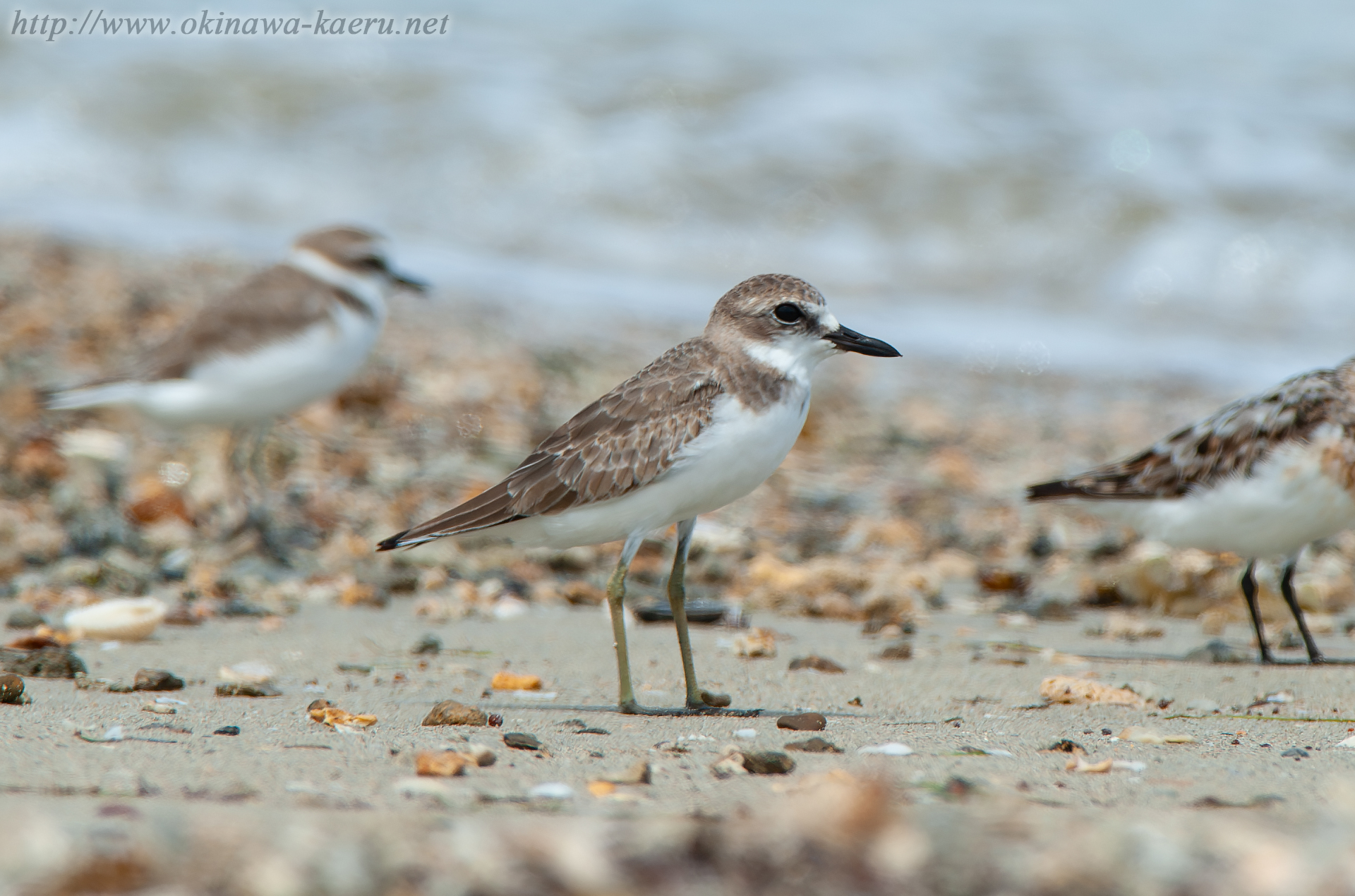 オオメダイチドリ Charadrius leschenaultii