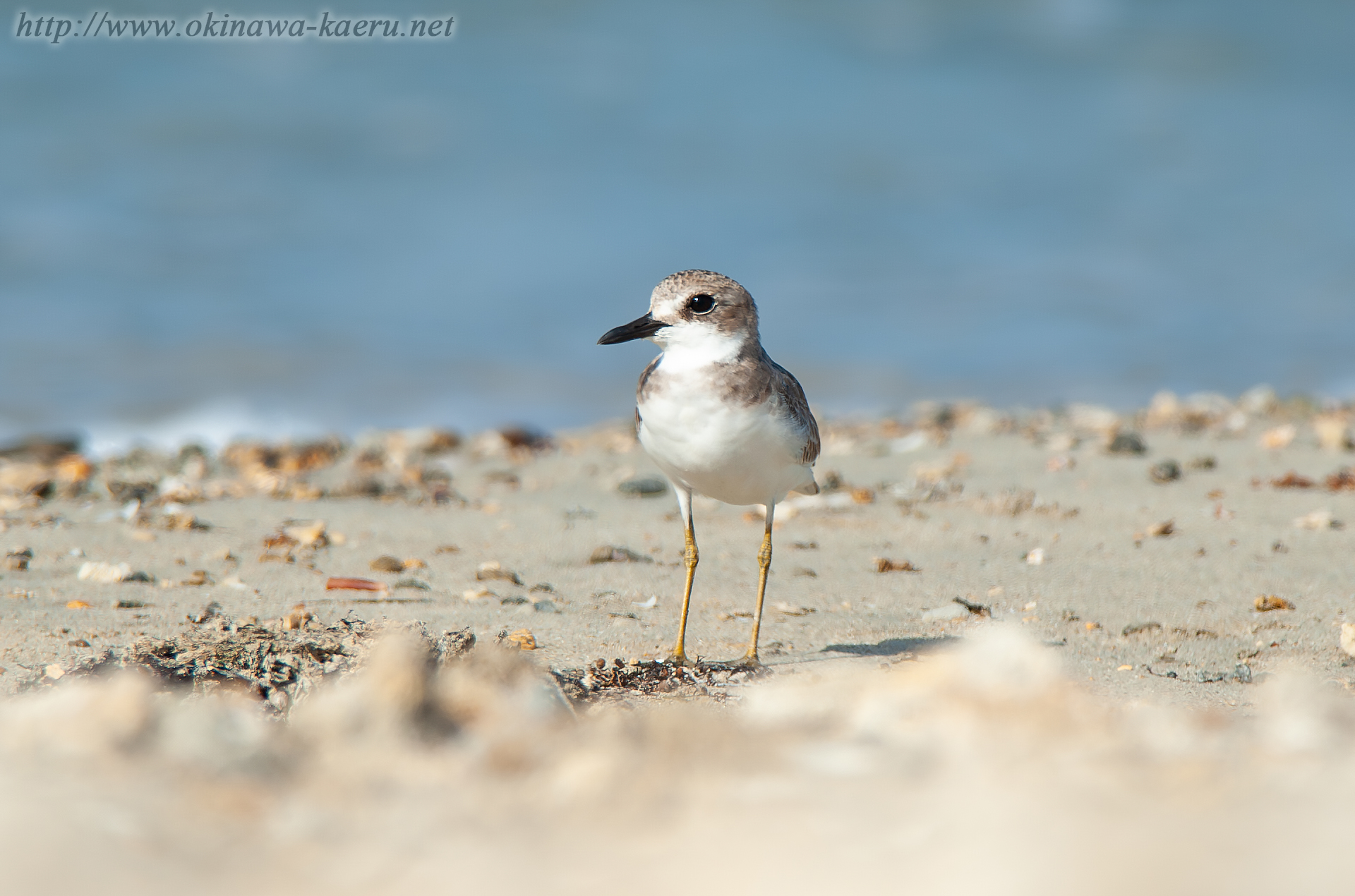 オオメダイチドリ Charadrius leschenaultii