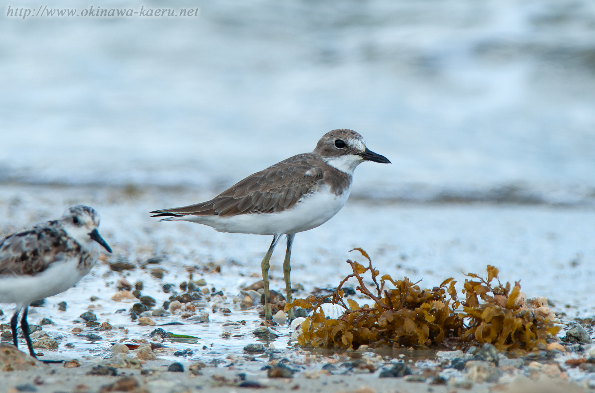 オオメダイチドリ Charadrius leschenaultii