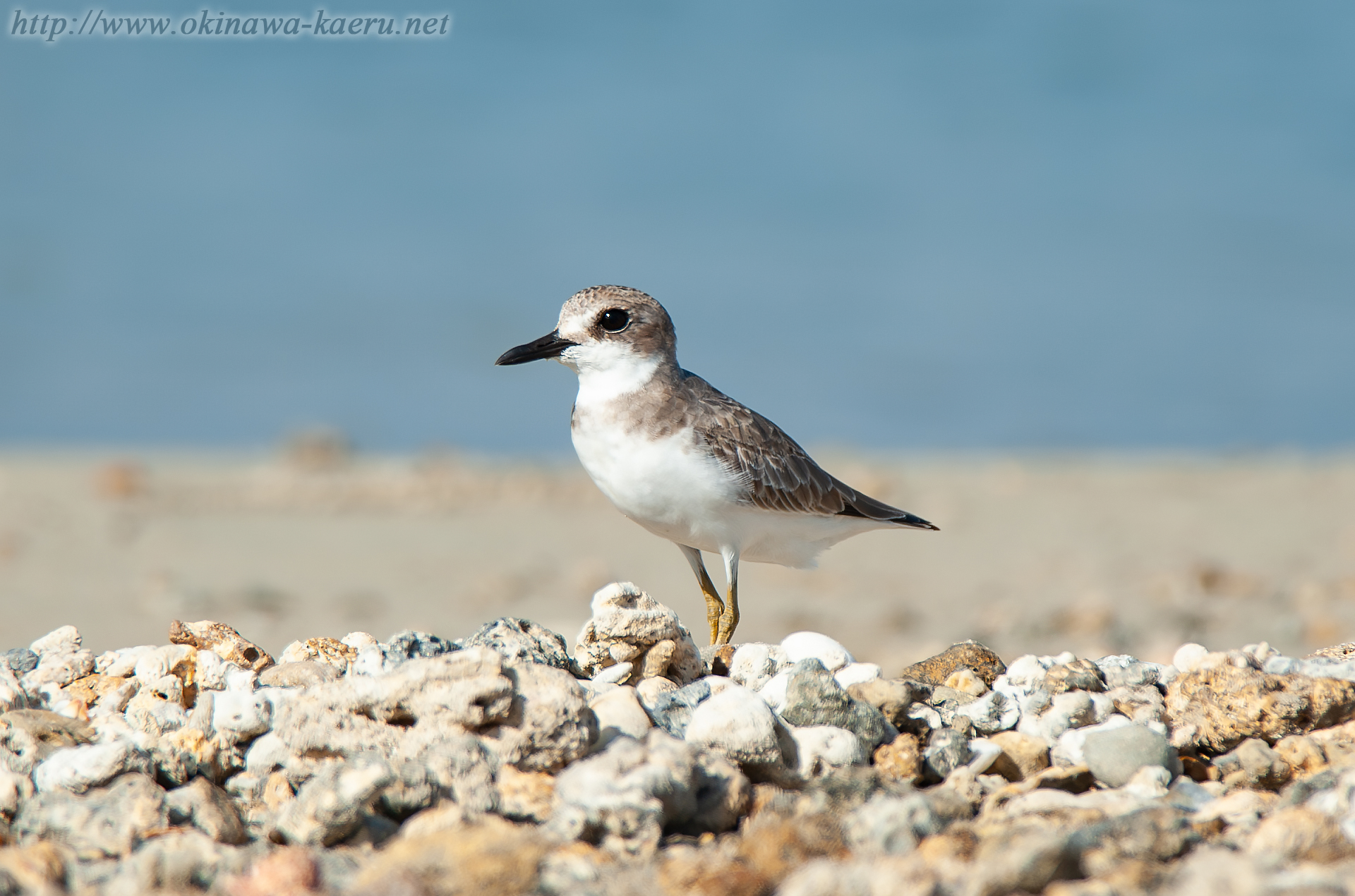 オオメダイチドリ Charadrius leschenaultii