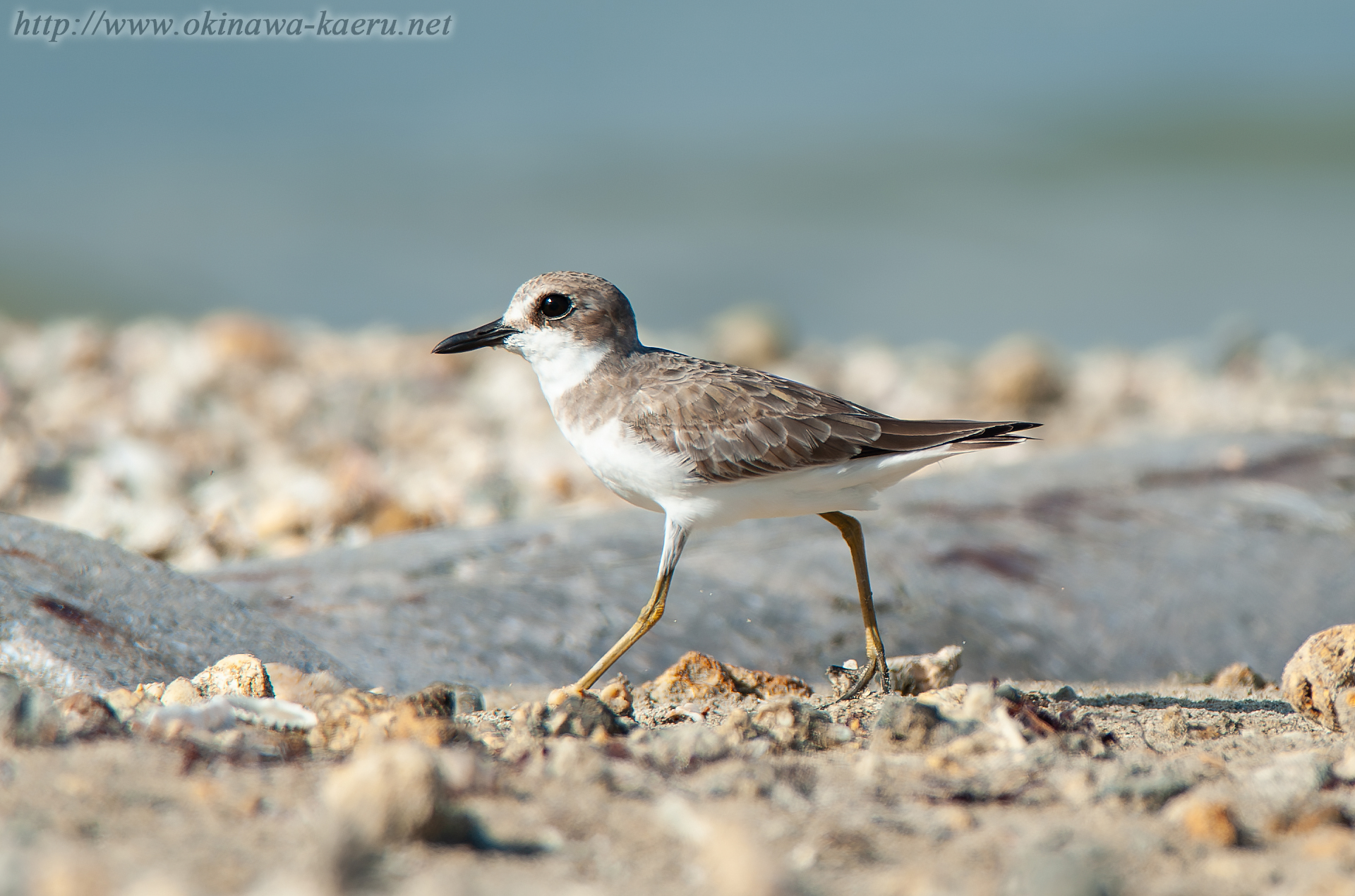 オオメダイチドリ Charadrius leschenaultii