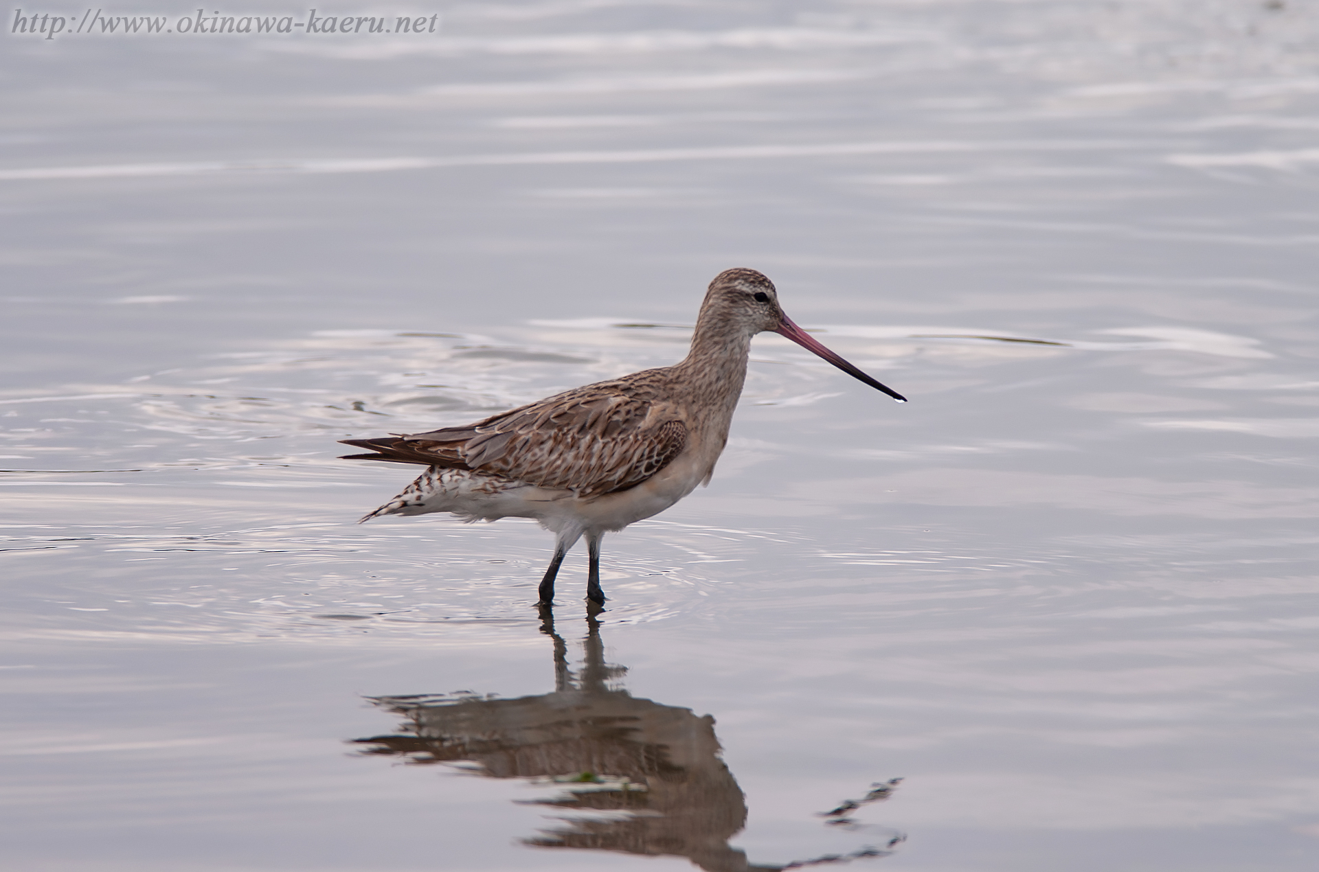 オオソリハシシギ Limosa lapponica