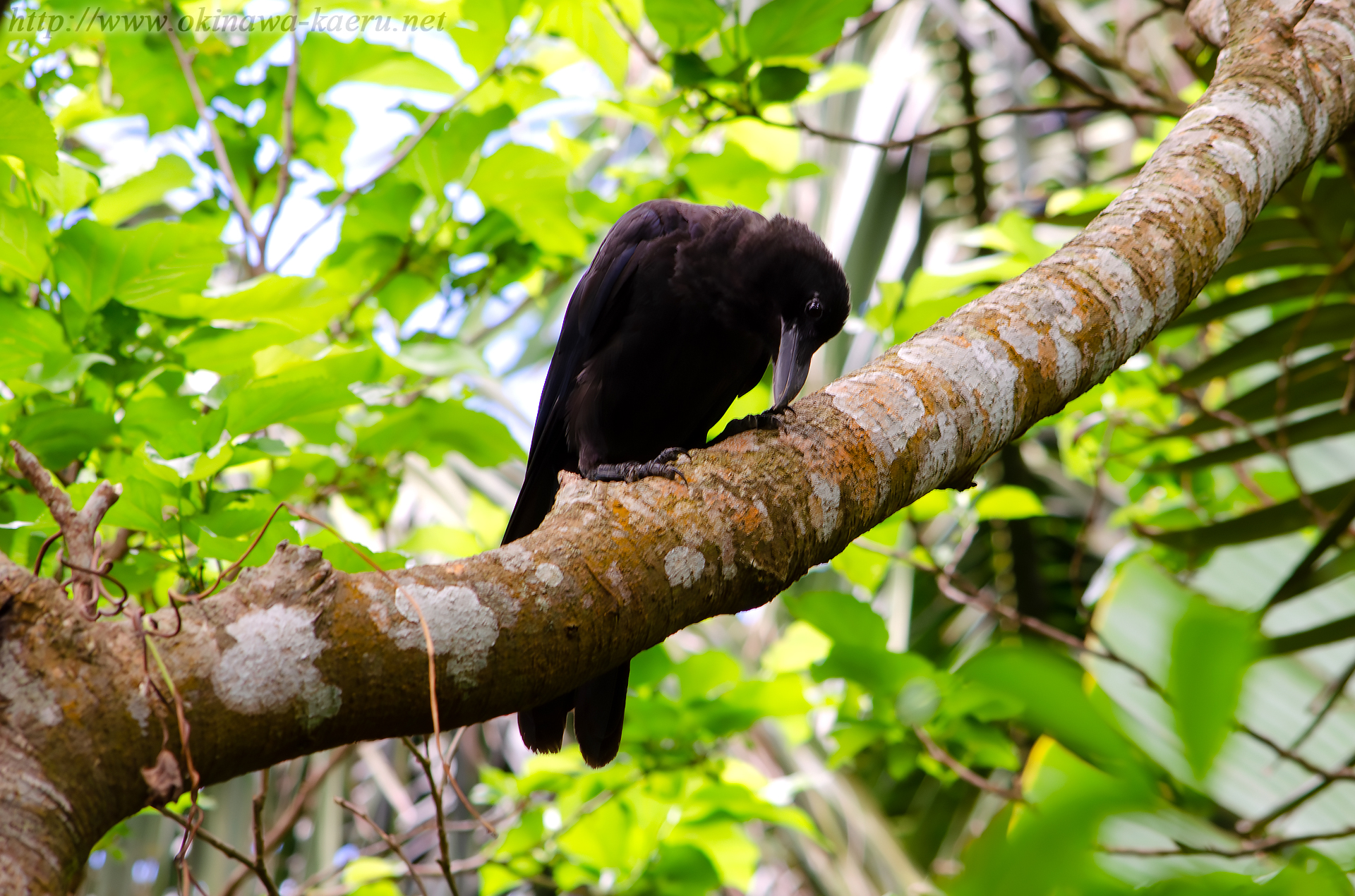 オサハシブトガラス Corvus macrorhynchos osai