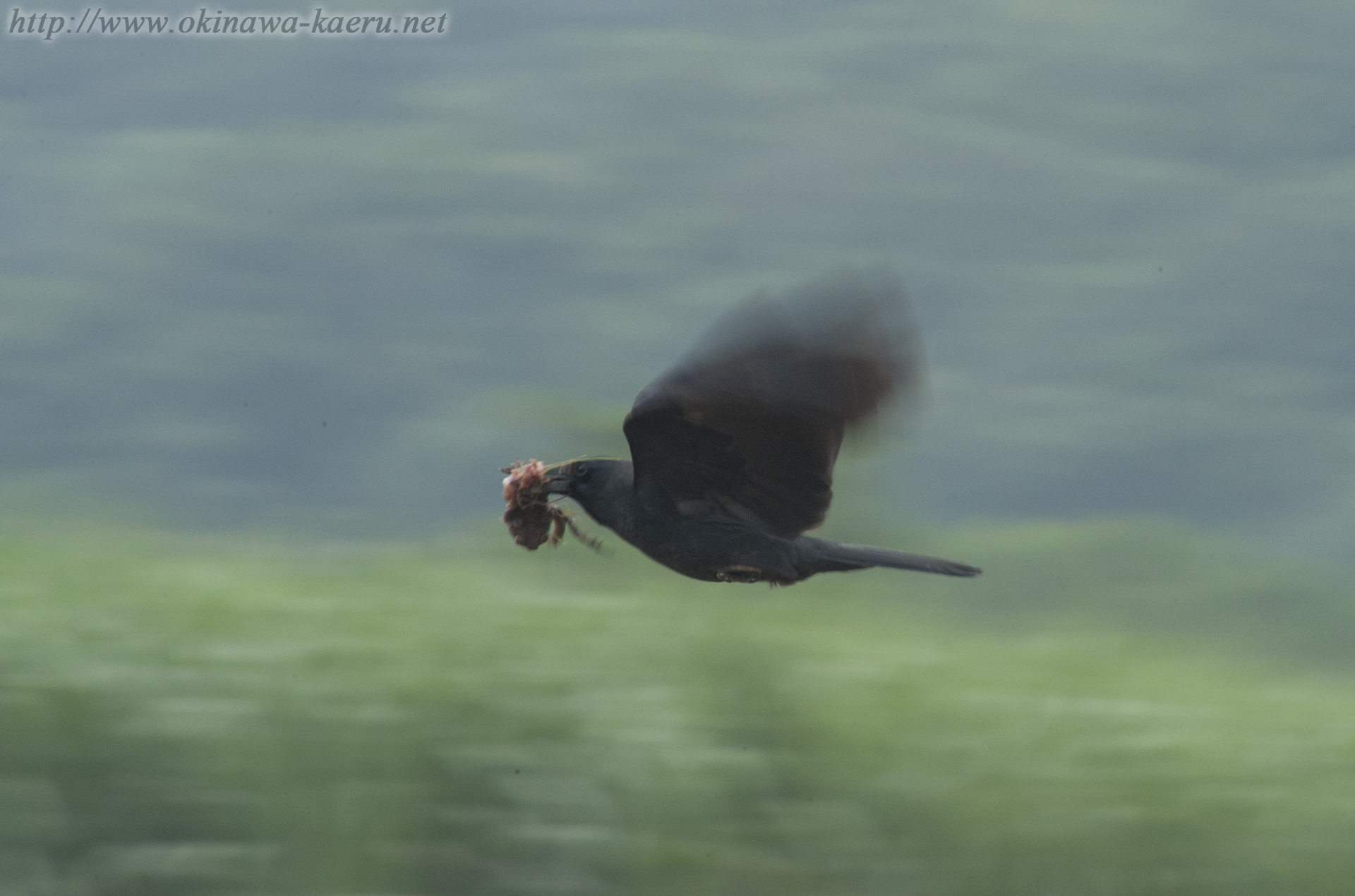 オサハシブトガラス Corvus macrorhynchos osai