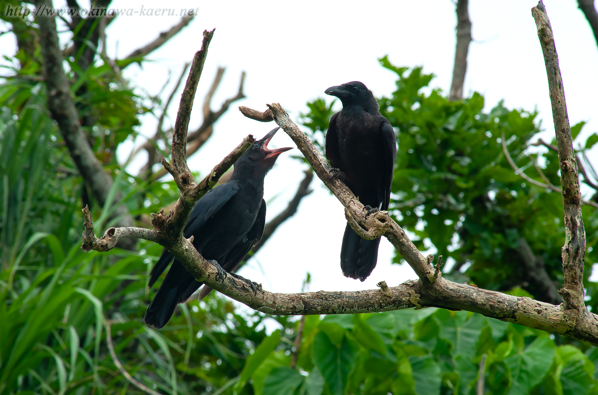 オサハシブトガラス Corvus macrorhynchos osai